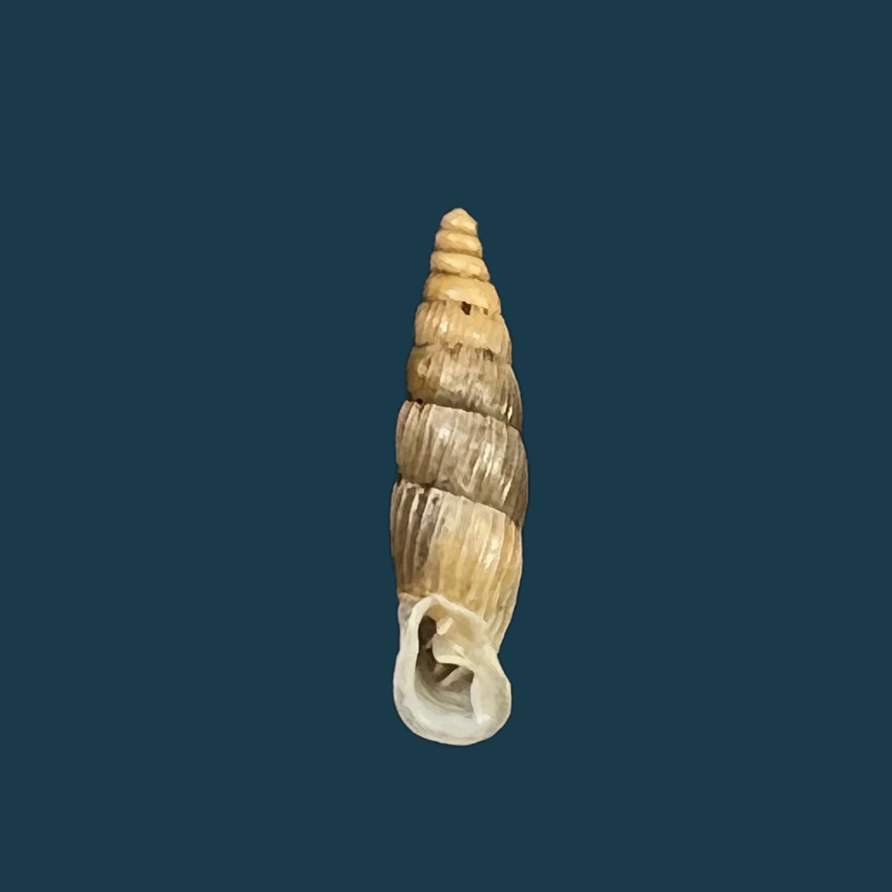 Alopia bogatensis bogatensis Bielz, 1856 - 14,7毫米