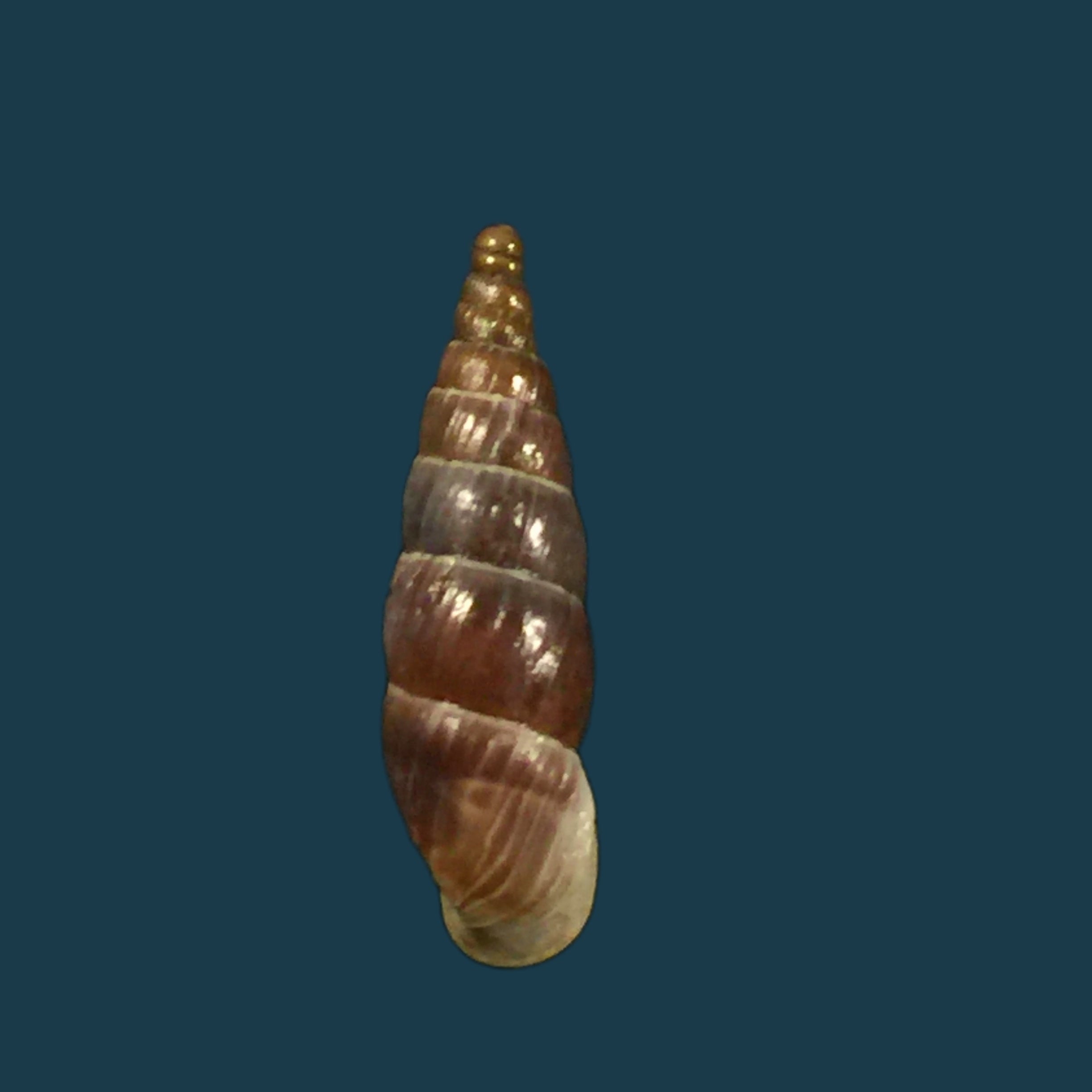Alopia gloifica (Charpentier, 1852) - 16,8mm