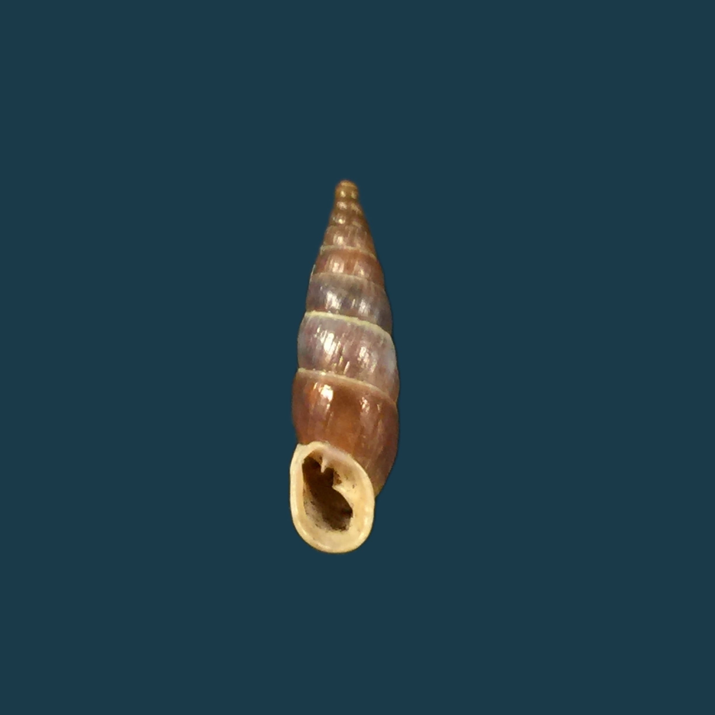 Alopia gloifica (Charpentier, 1852) - 16,8mm