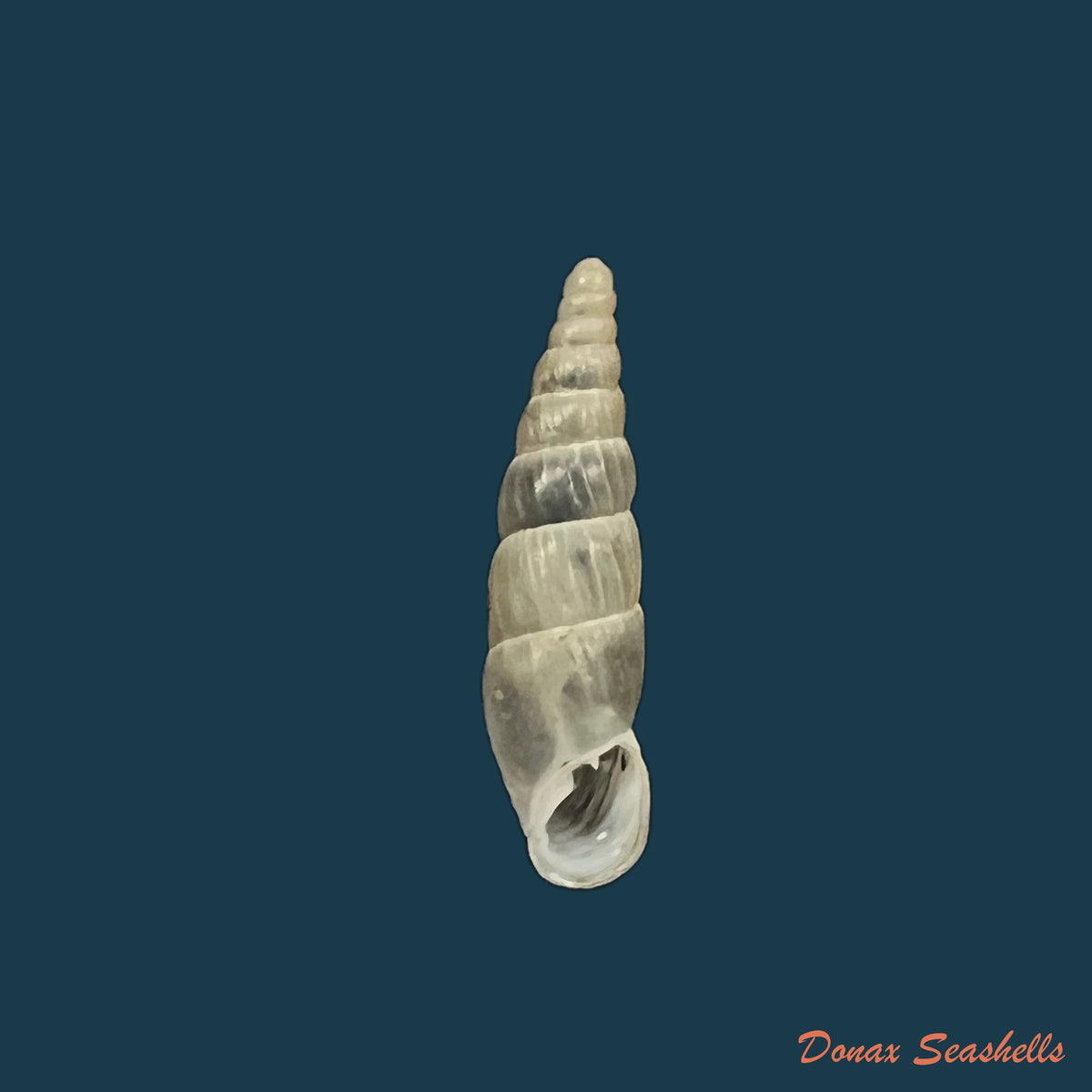 copia-de-alopia-hildergardae-hildergardae-kimakowicz-1931-14-9mm