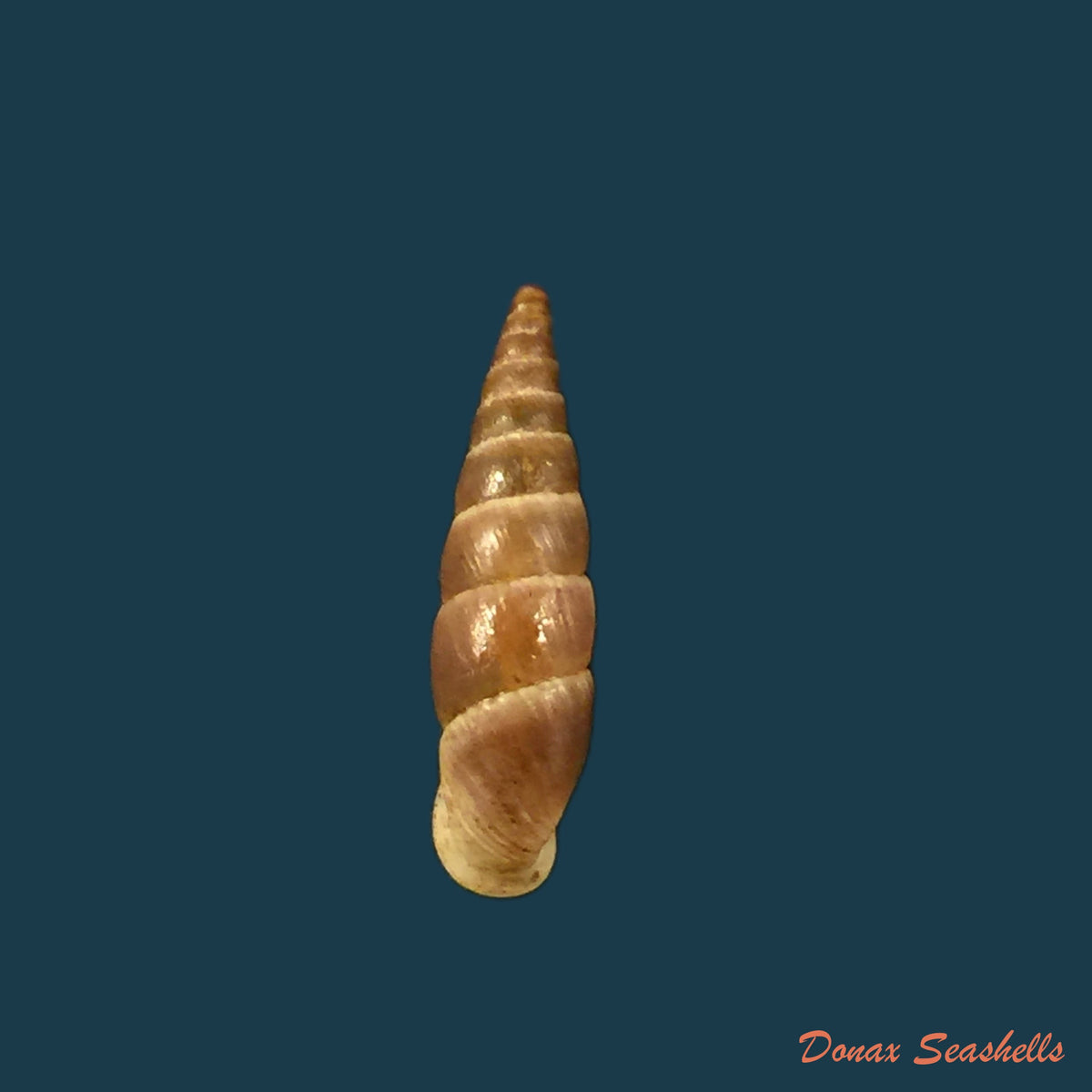 copia-de-alopia-livida-menke-1828-15-6mm
