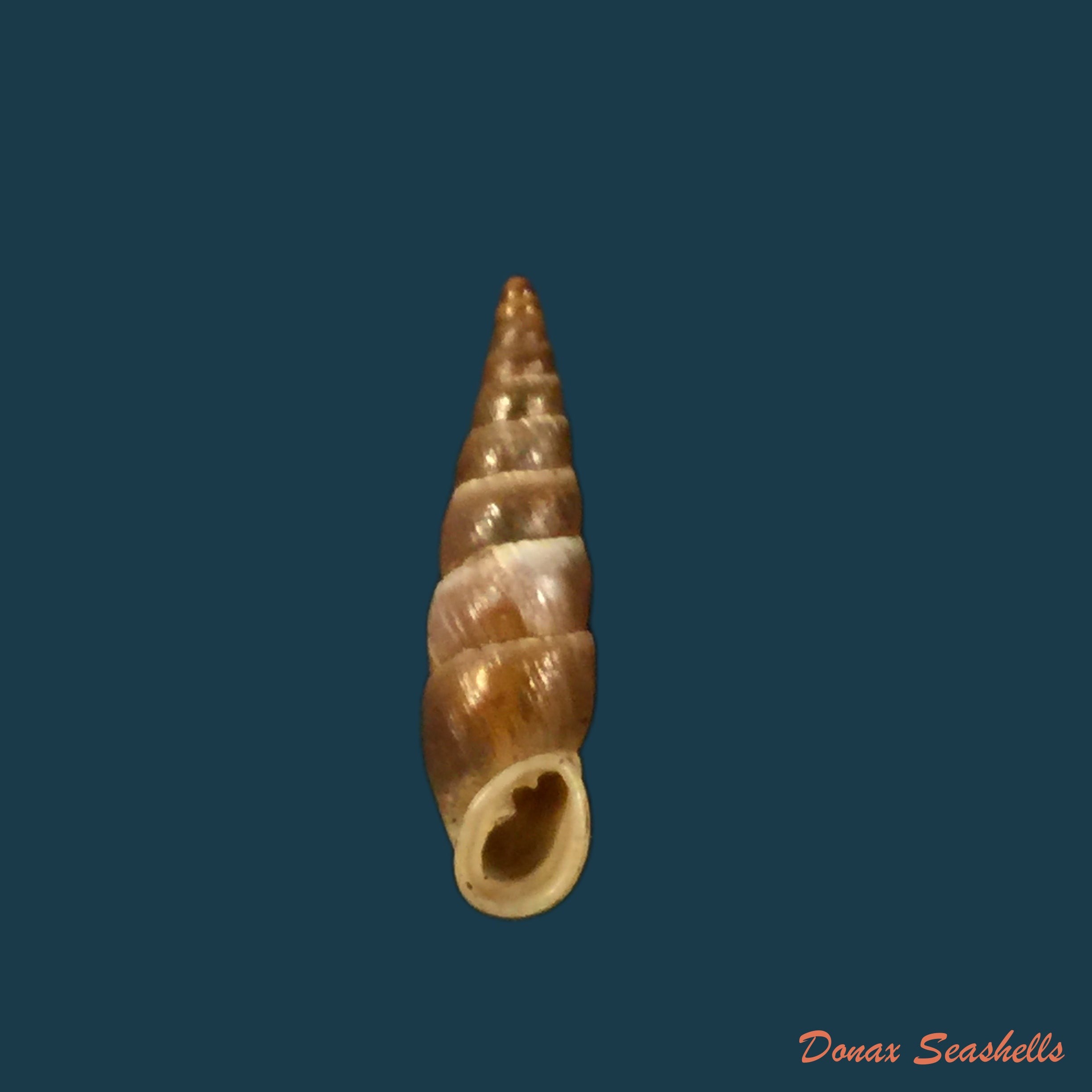 copia-de-alopia-livida-menke-1828-15-6mm