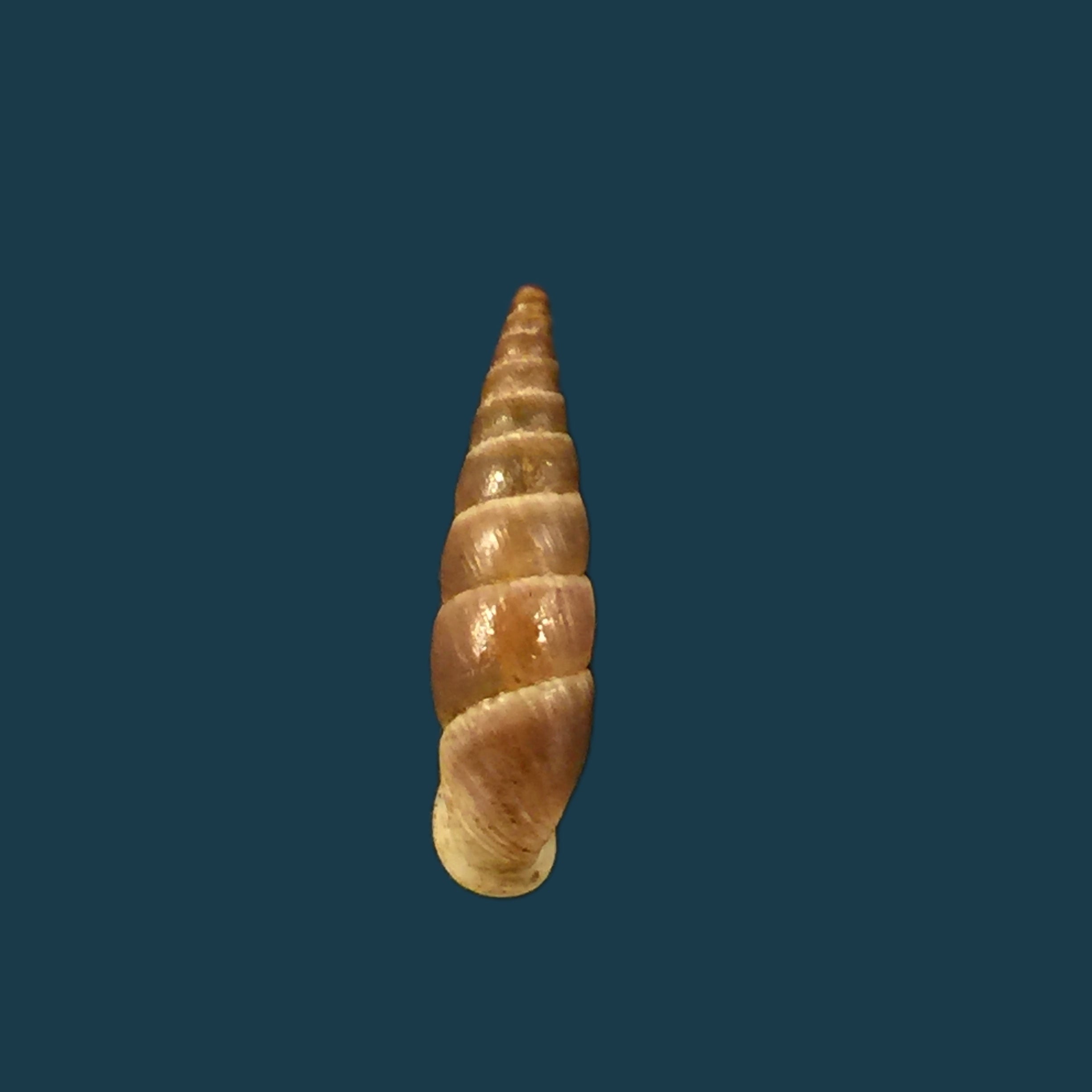 Alopia livida (Menke, 1828) - 16,4mm