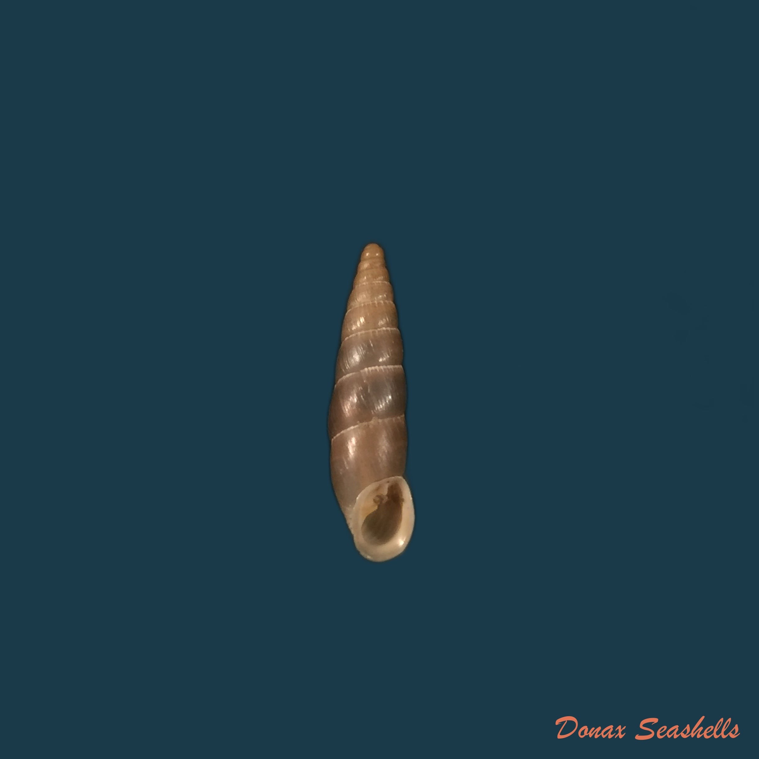 copia-de-alopia-livida-menke-1828-16-5mm