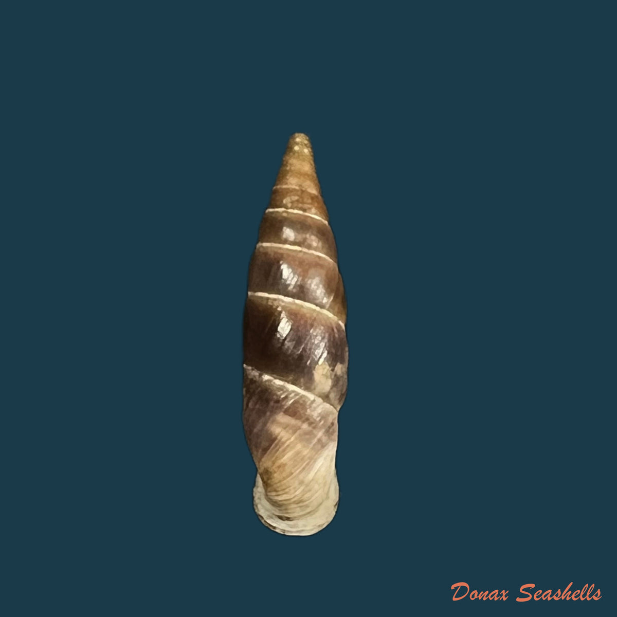 copia-de-alopia-plumbea-plumbea-rossmassler-1839-16-8mm