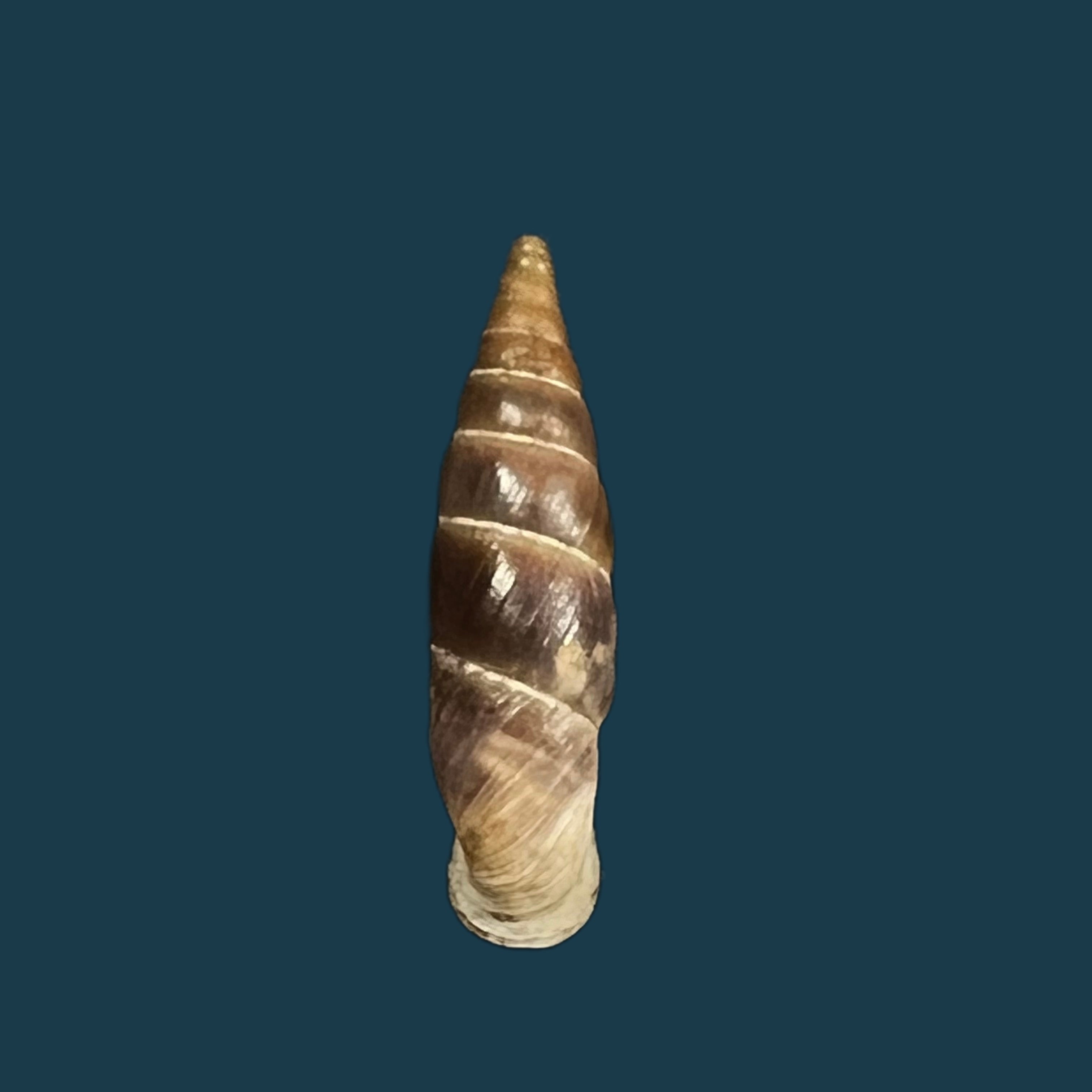 Alopia 铅球 (Rossmassler, 1839) - 17,1mm