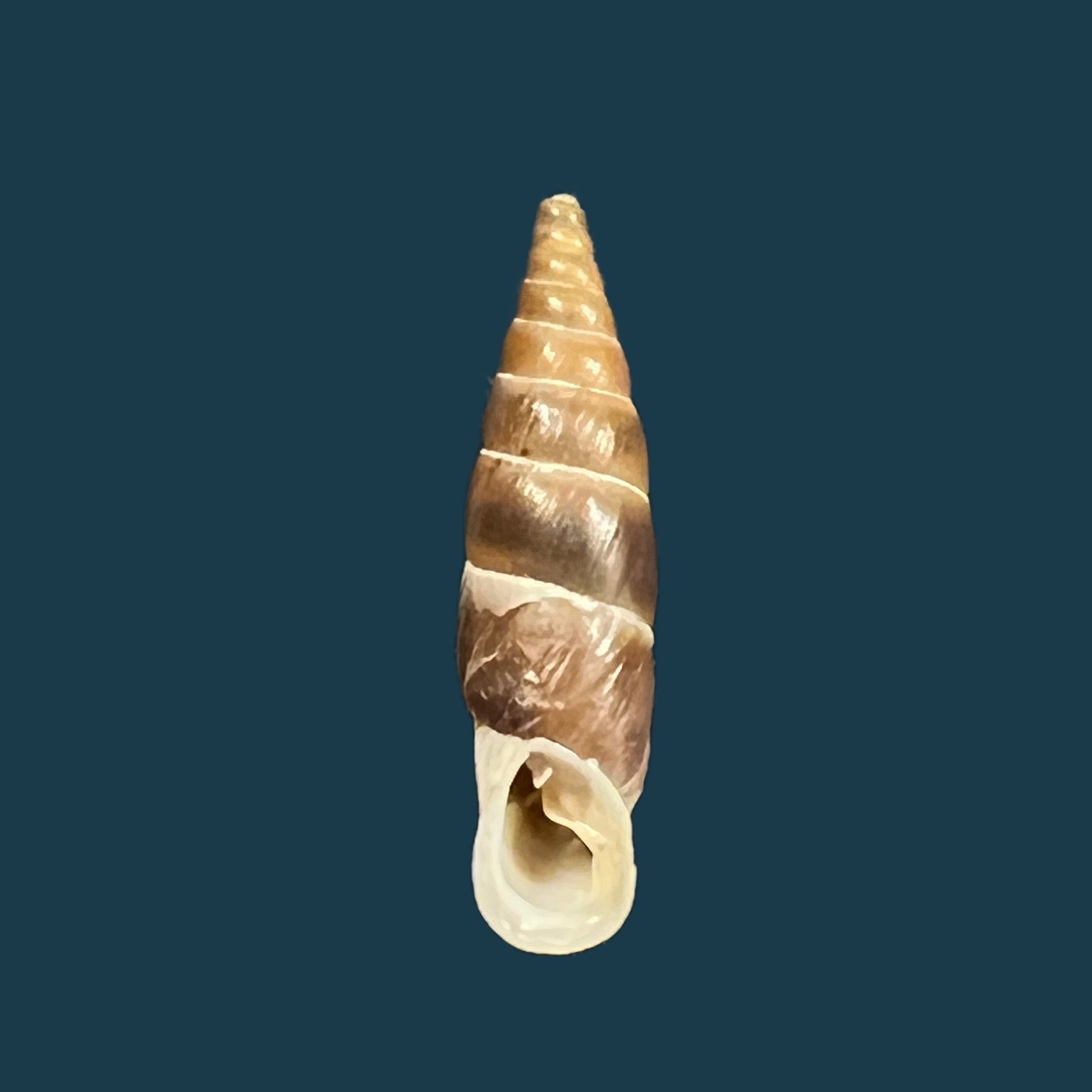 Alopia 铅球 (Rossmassler, 1839) - 17,1mm