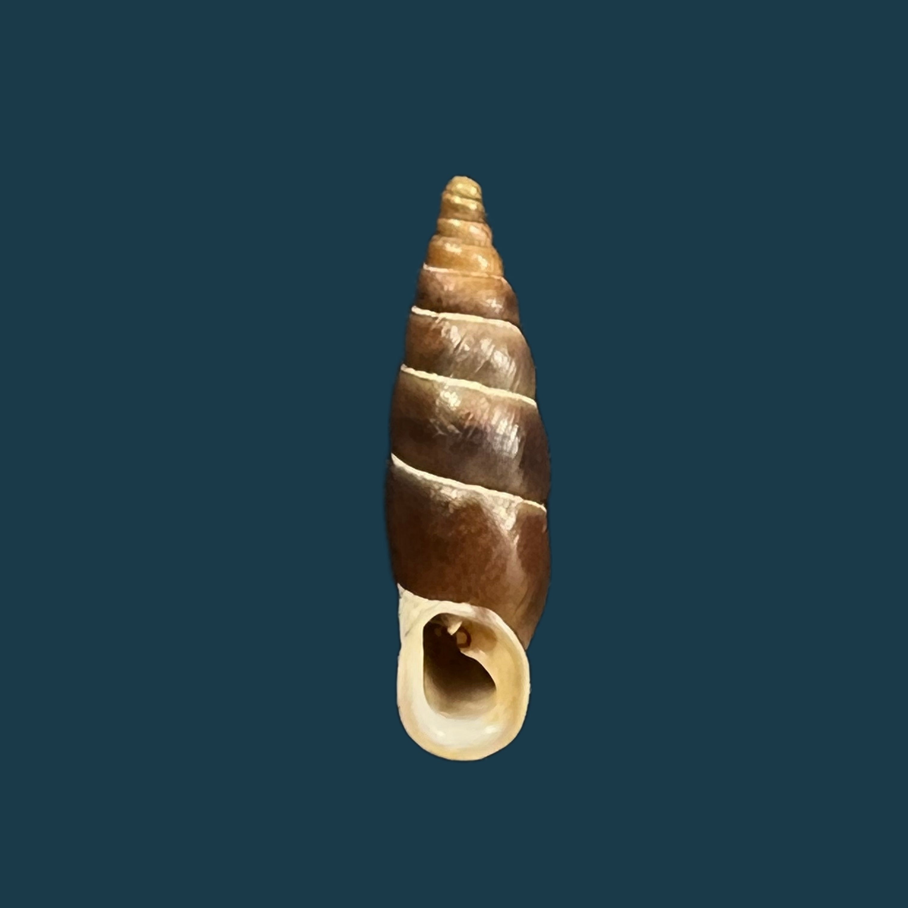 Alopia plumbea schmidti (Kimakowicz, 1894) - 15,3mm