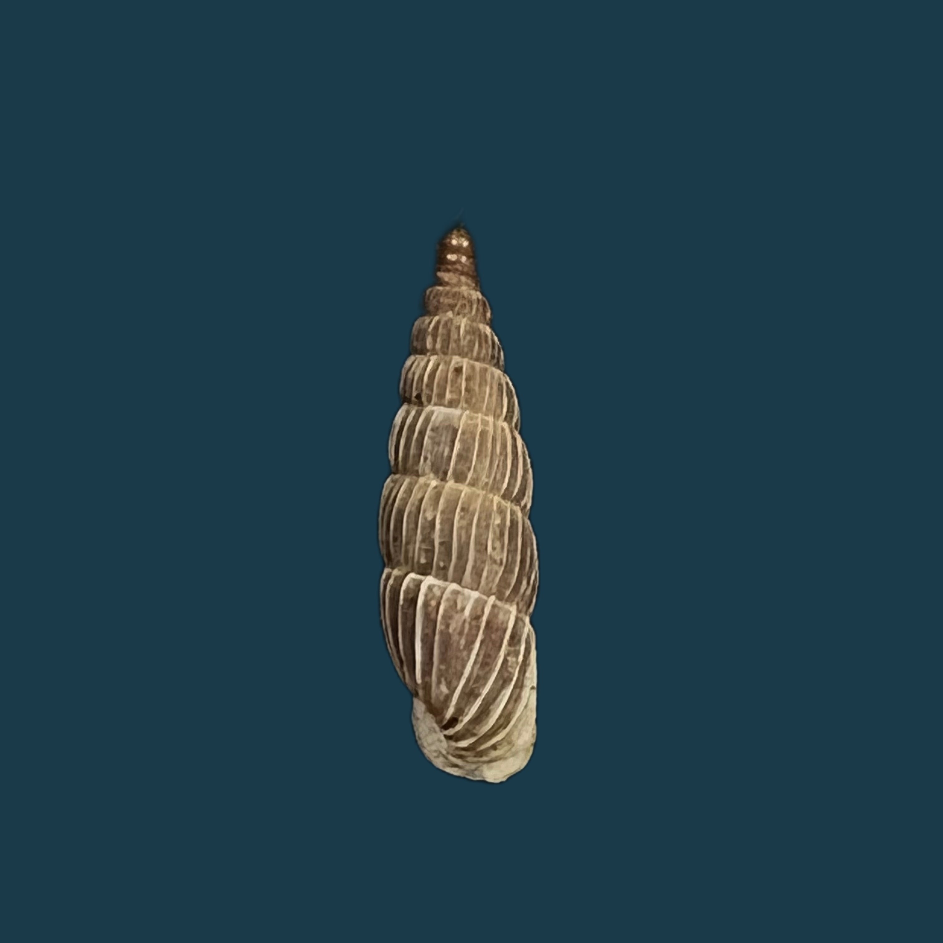 Alopia canescens mirabilis Kimakowicz, 1894 - 14,8毫米
