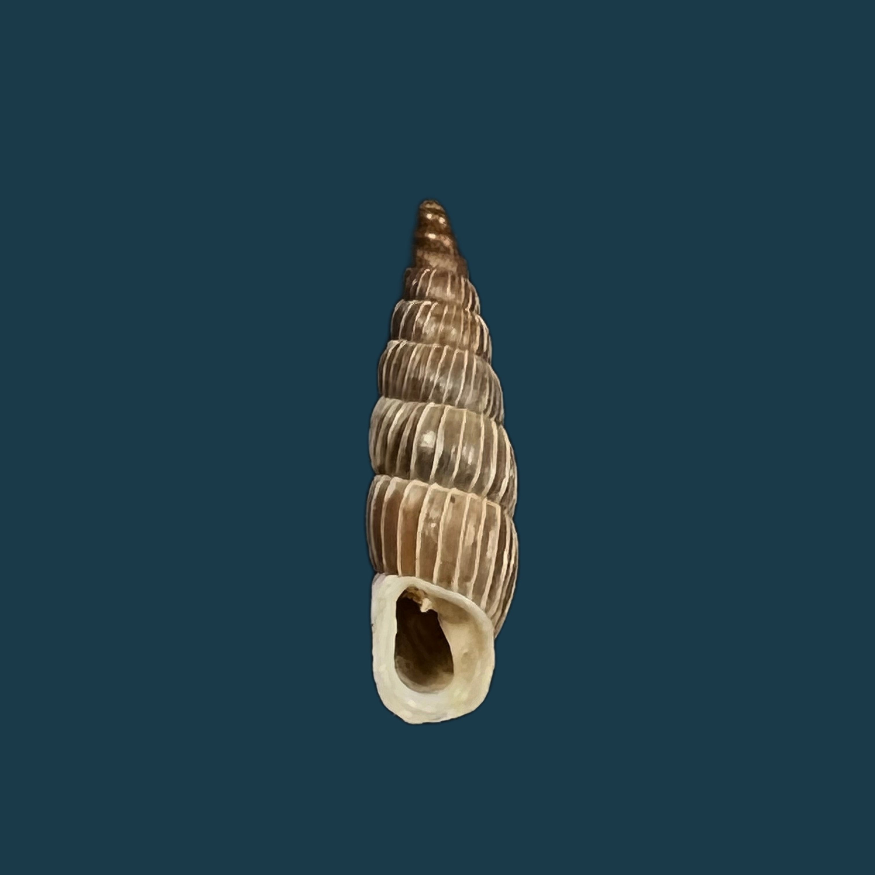 Alopia canescens mirabilis Kimakowicz, 1894 - 14,8毫米
