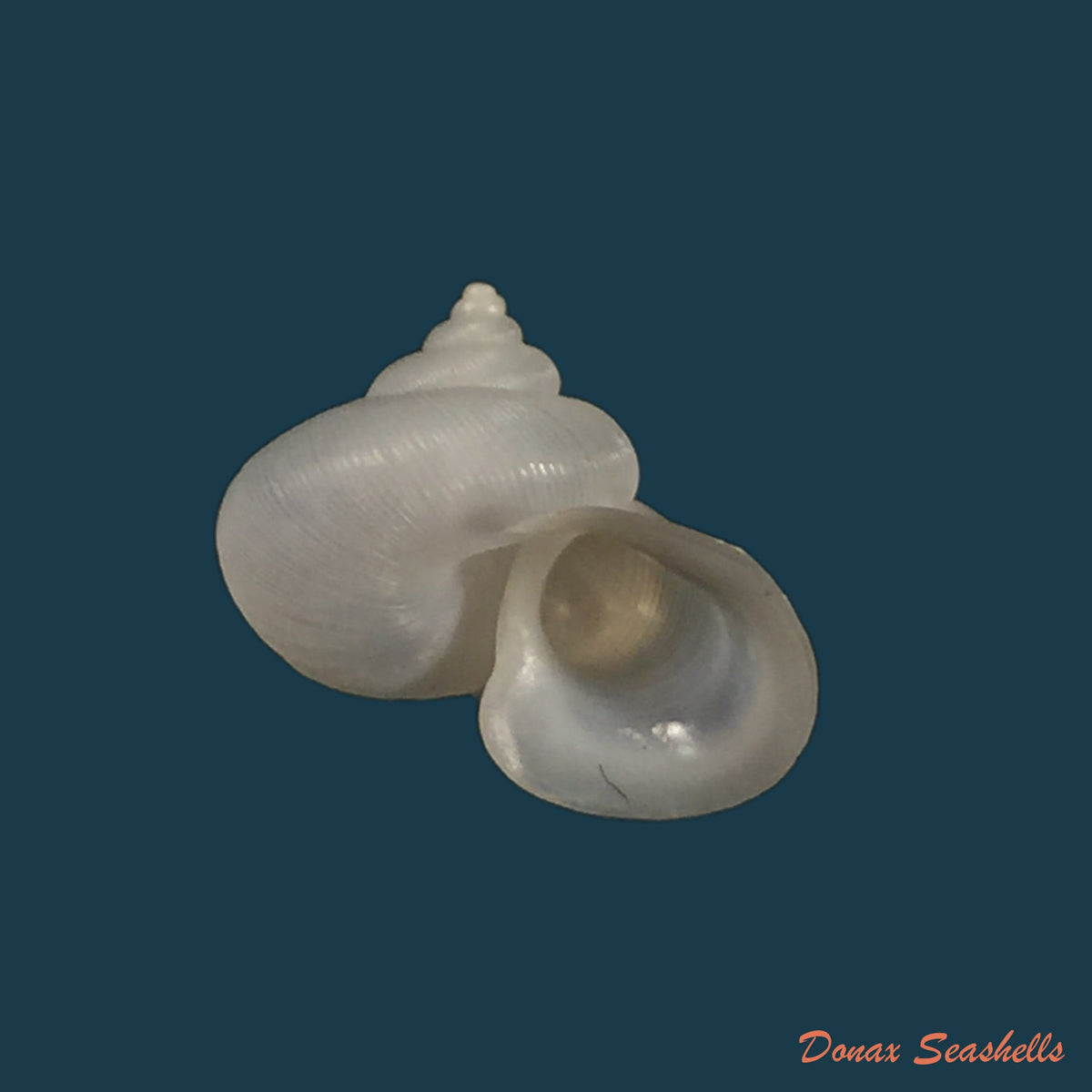 copia-de-alycaeus-somnueki-panha-patamakanthin-1999-11-6mm