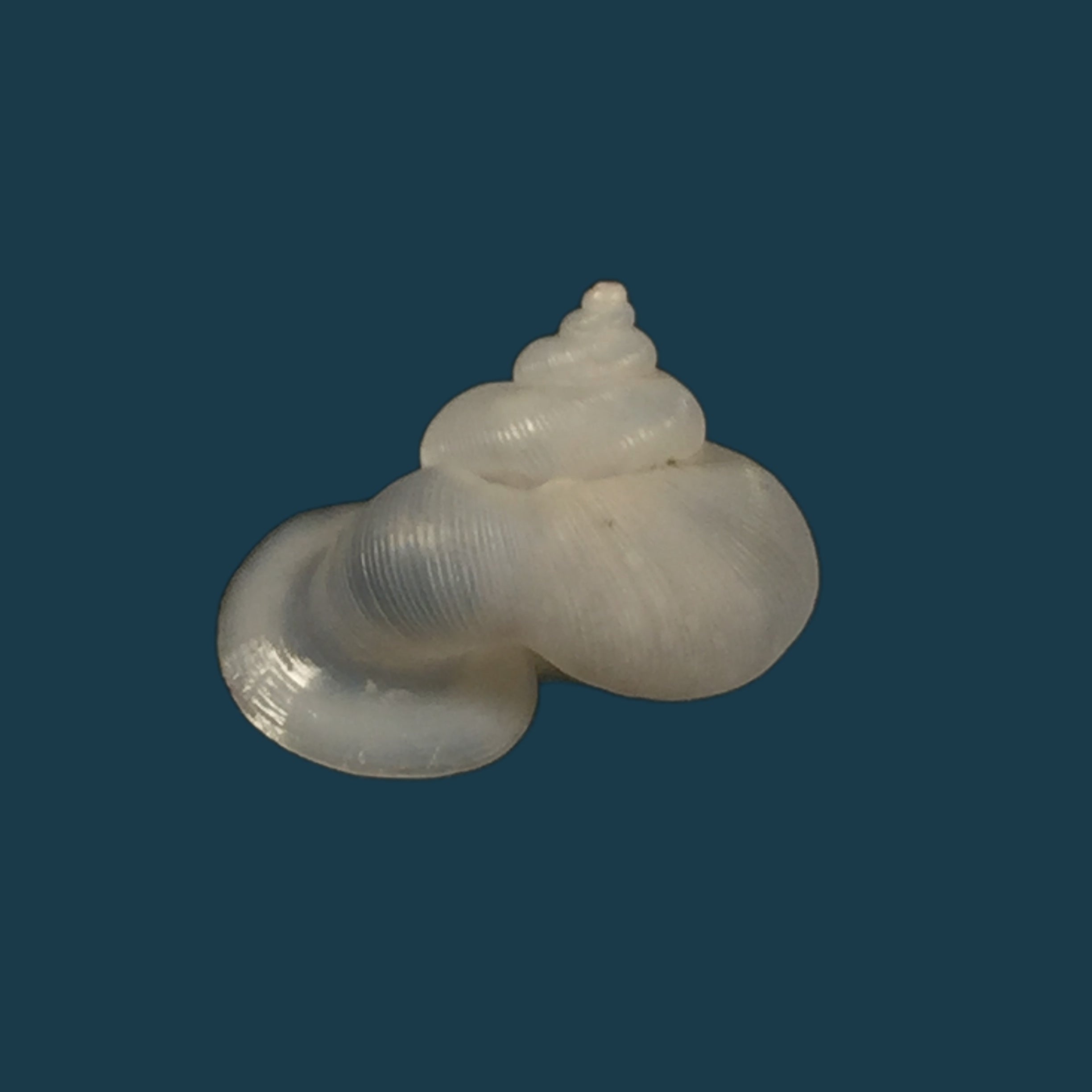 Alycaeus somnueki Panha &amp; Patamakanthin, 1999 - 12,6mm