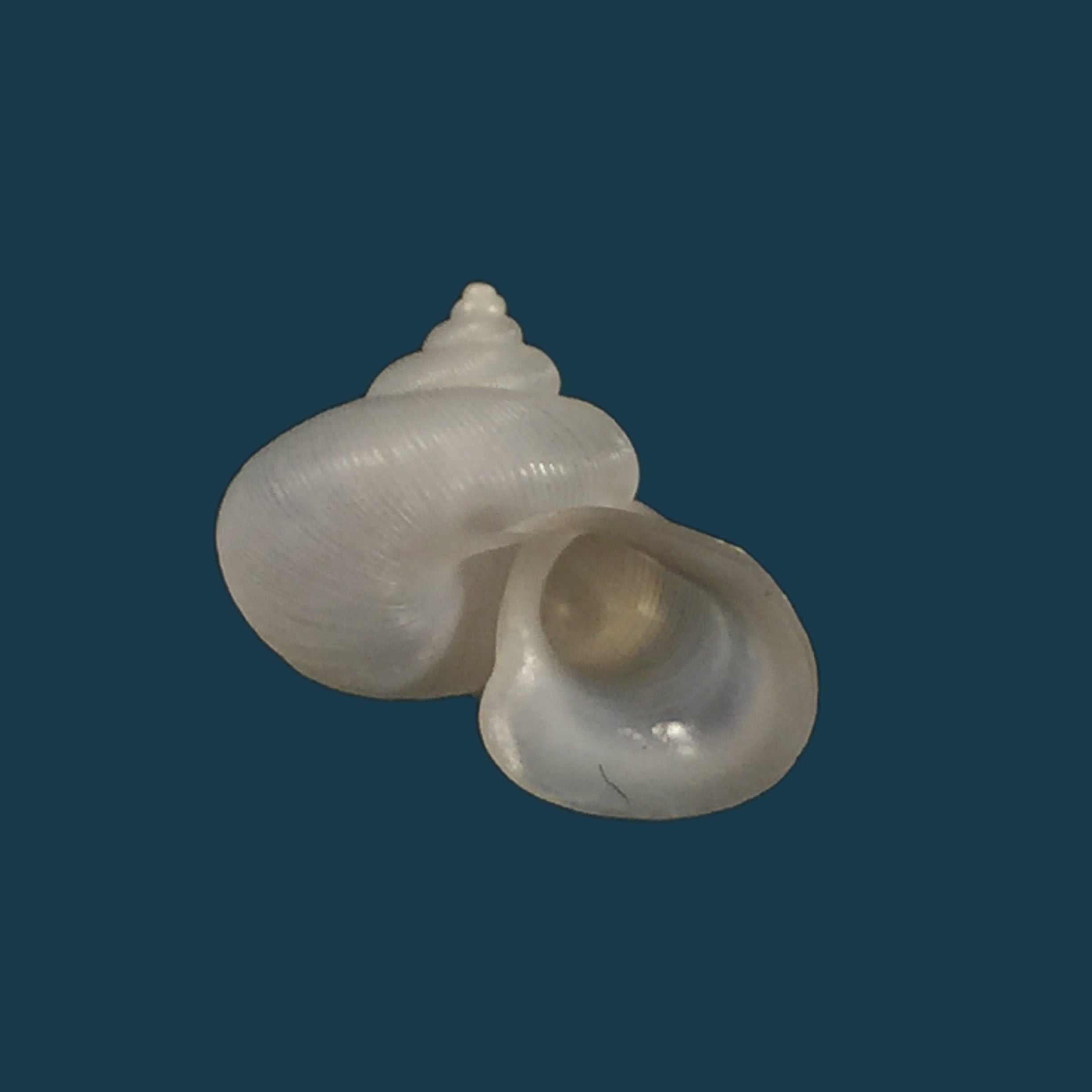 Alycaeus somnueki Panha &amp; Patamakanthin, 1999 - 12,6mm