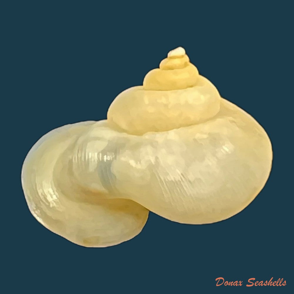 copia-de-alycaeus-somnueki-panha-patamakanthin-1999-12-6mm-1