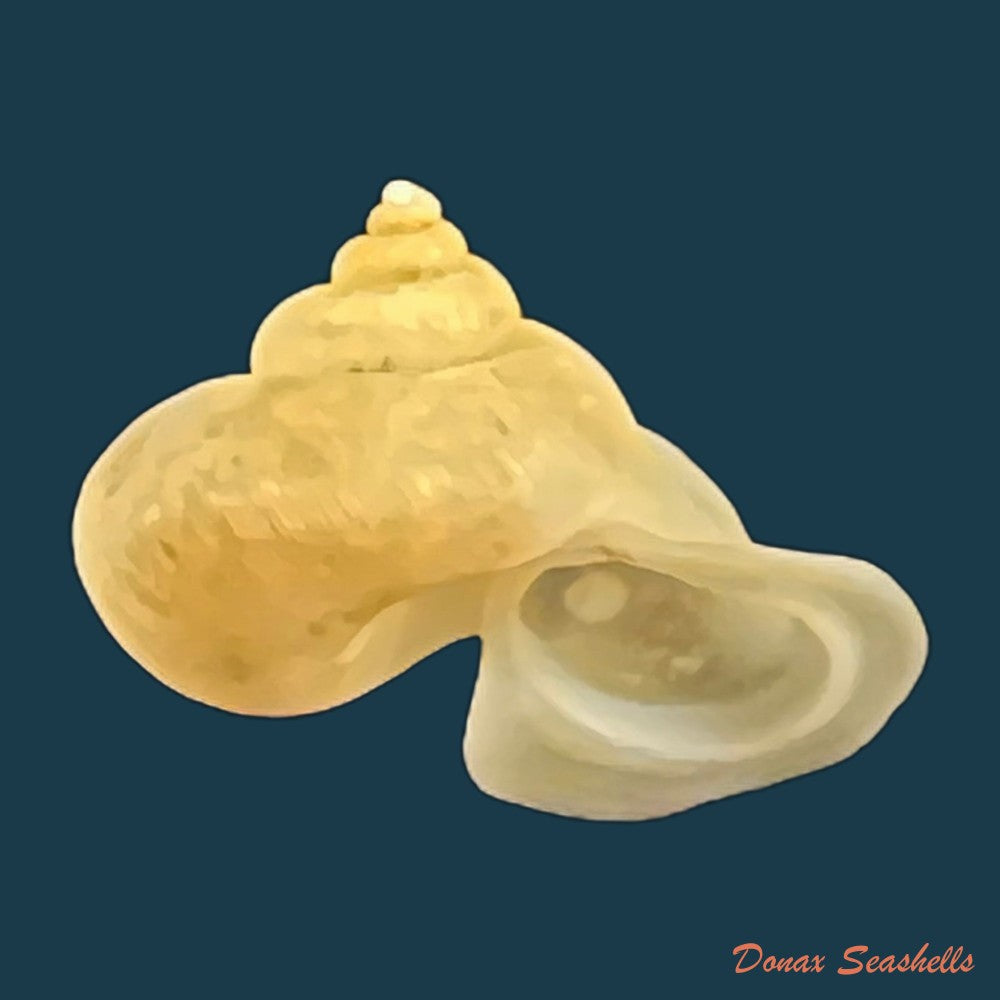 copia-de-alycaeus-somnueki-panha-patamakanthin-1999-12-6mm-1