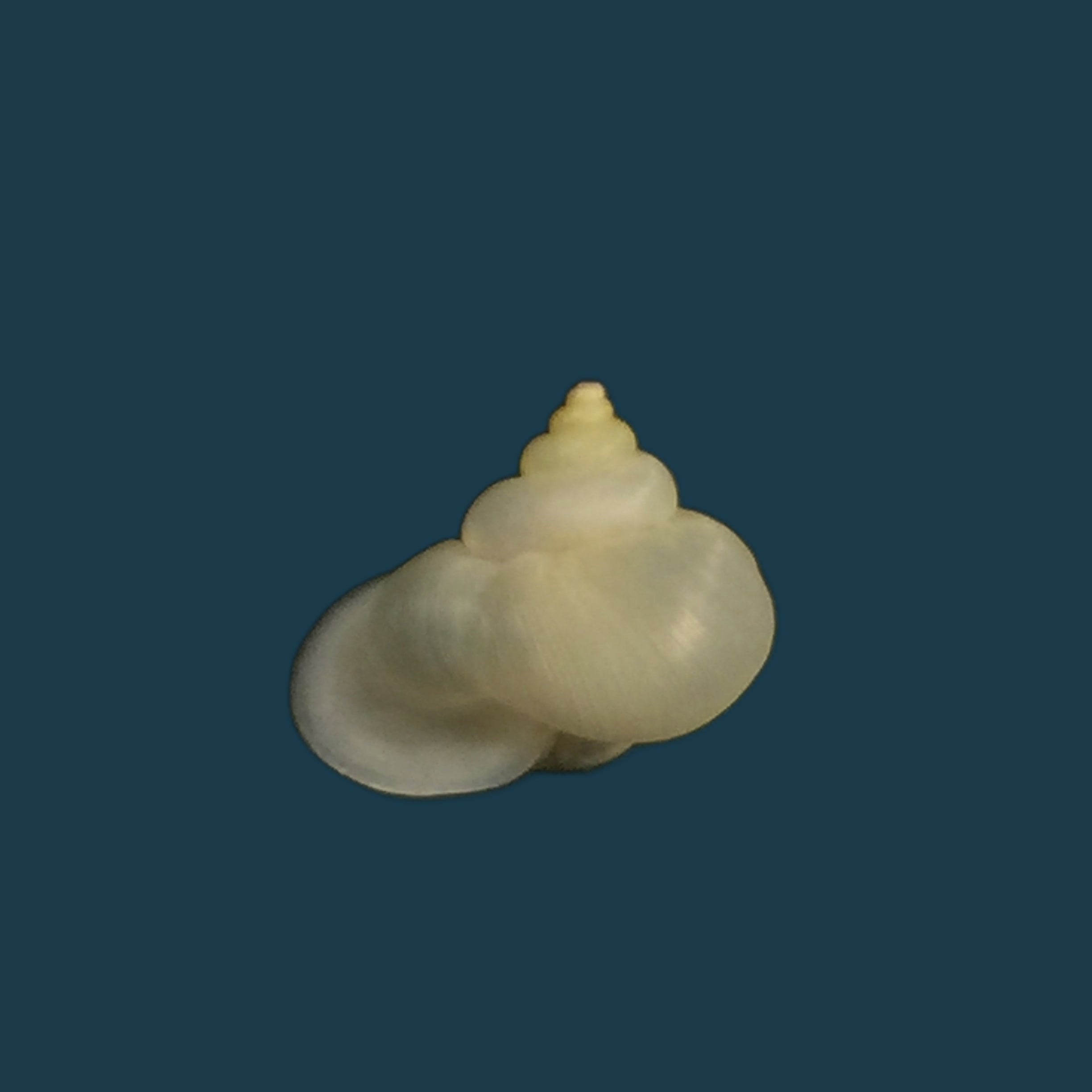 Alycaeus somnueki Panha &amp; Patamakanthin, 1999 - 11,6mm