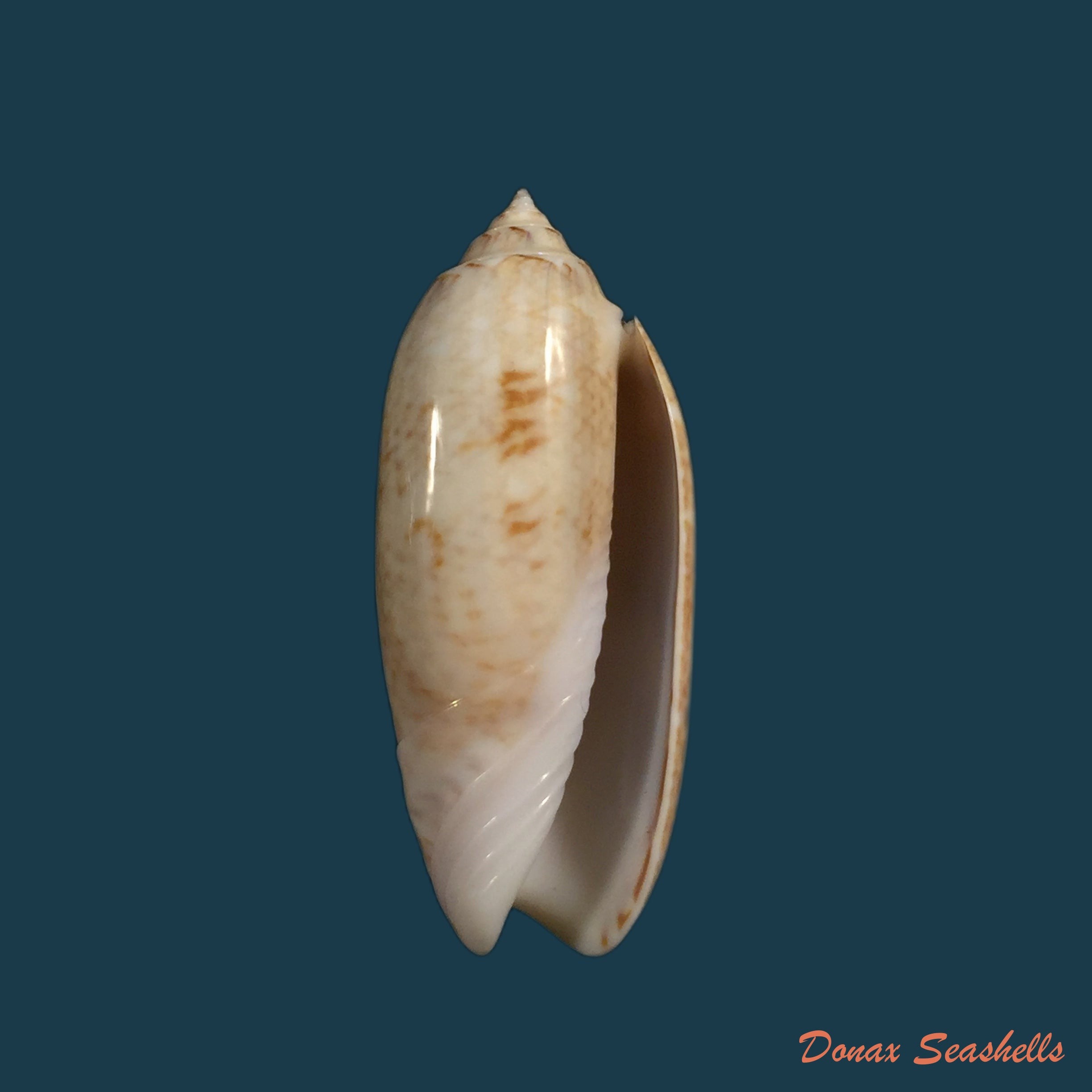 copia-de-americoliva-circinata-jorioi-petuch-2013-28-2mm-1