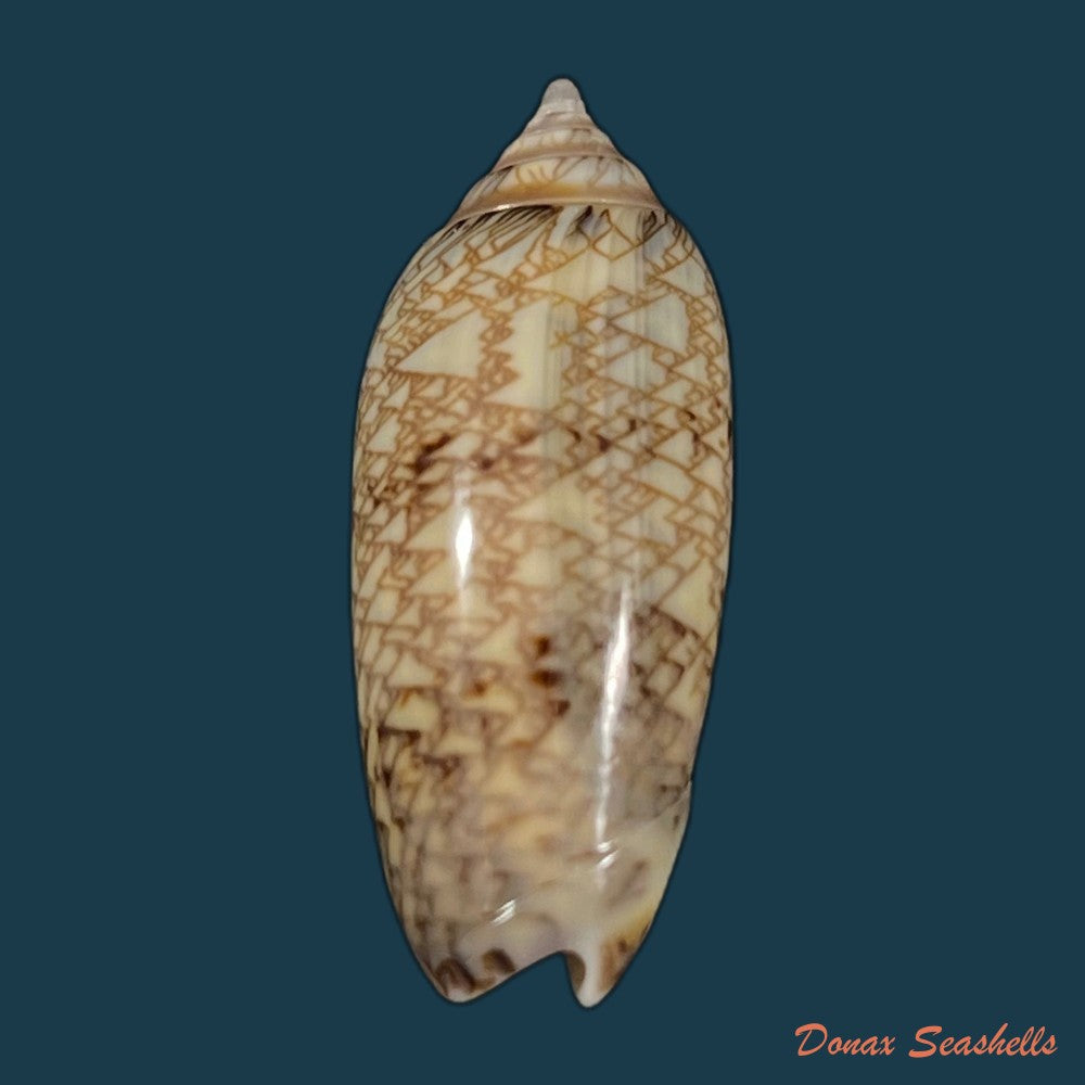 copia-de-americoliva-circinata-jorioi-petuch-2013-29-6mm-1