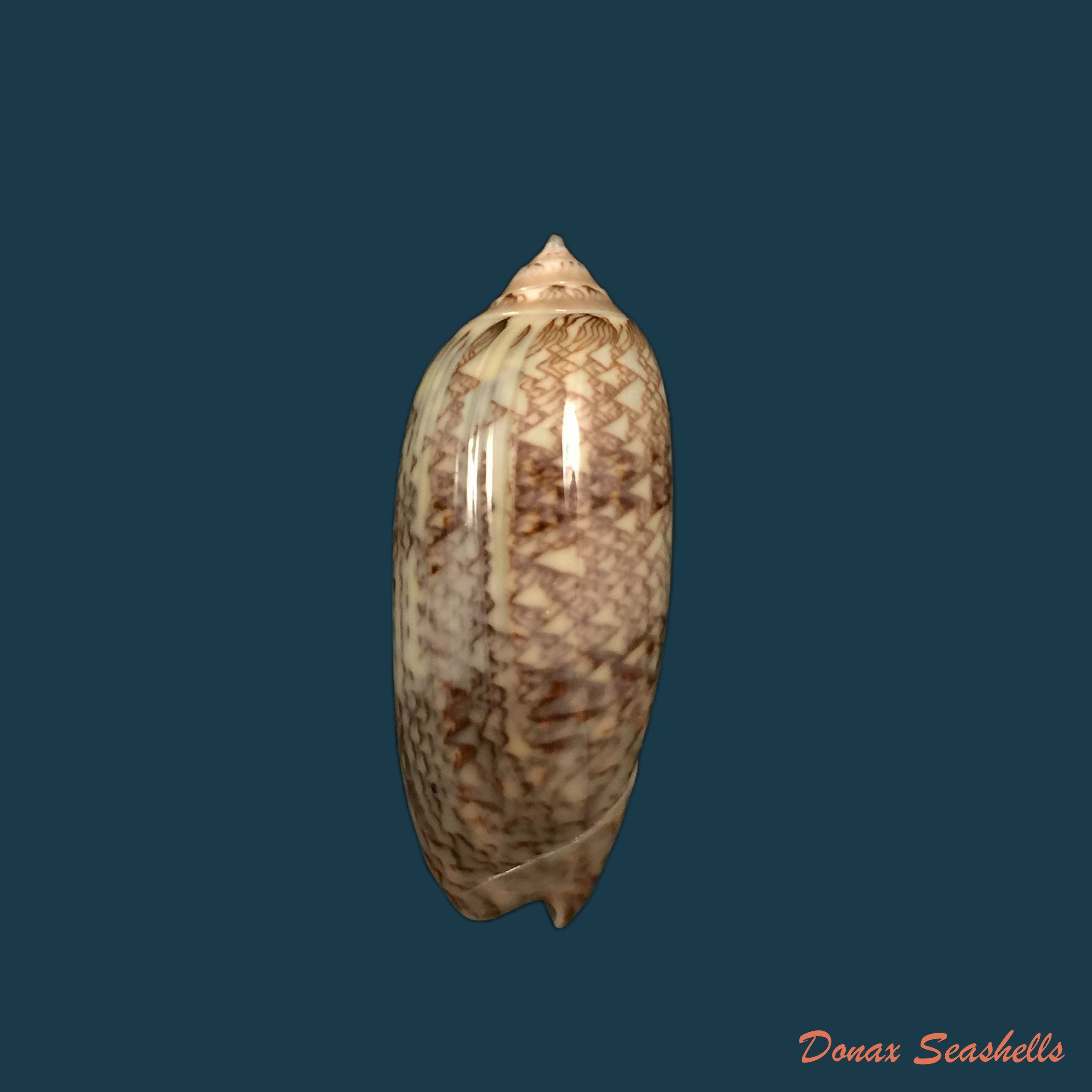 copia-de-americoliva-circinata-marrat-1871-49-2mm