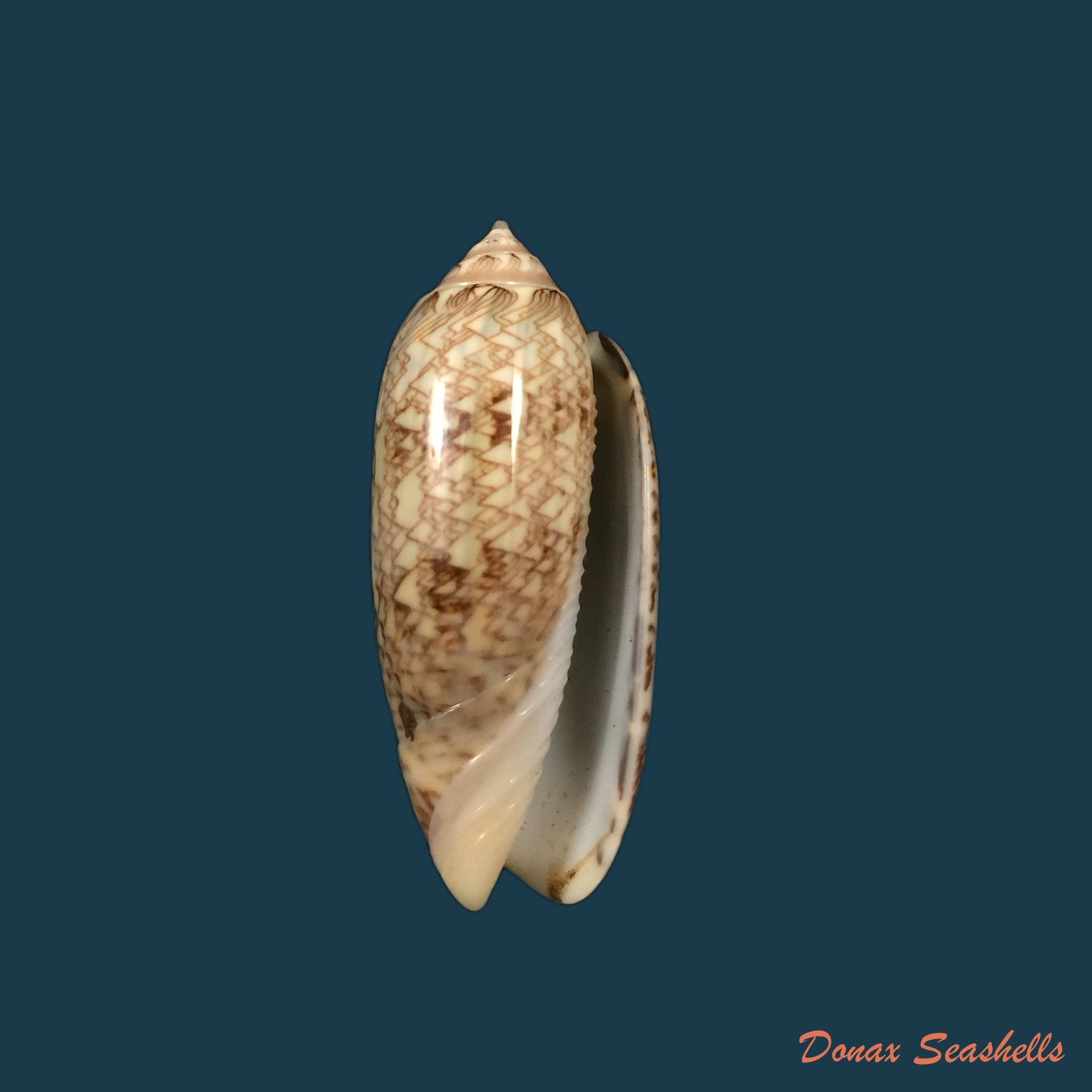 copia-de-americoliva-circinata-marrat-1871-49-2mm