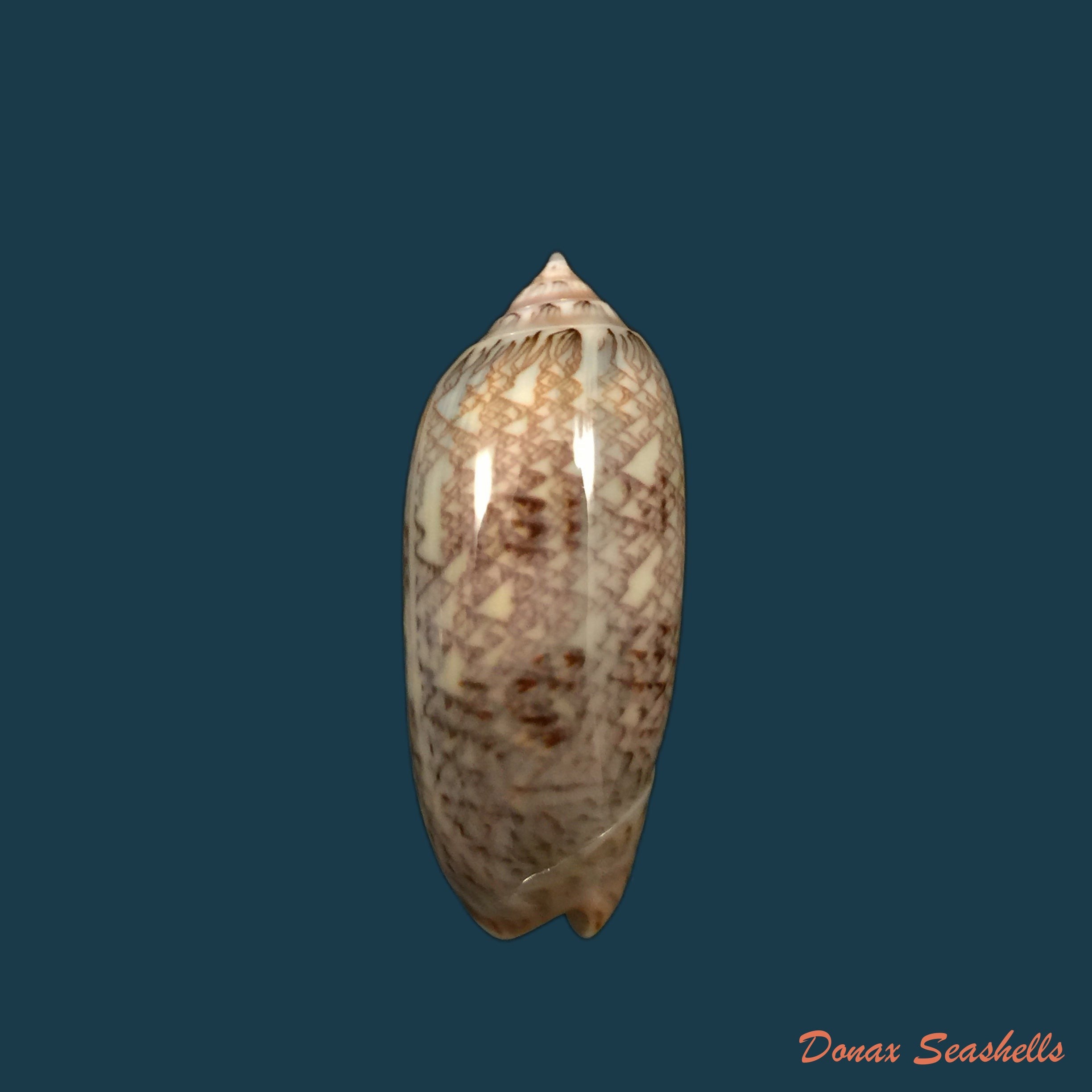 copia-de-americoliva-circinata-marrat-1871-49-9mm