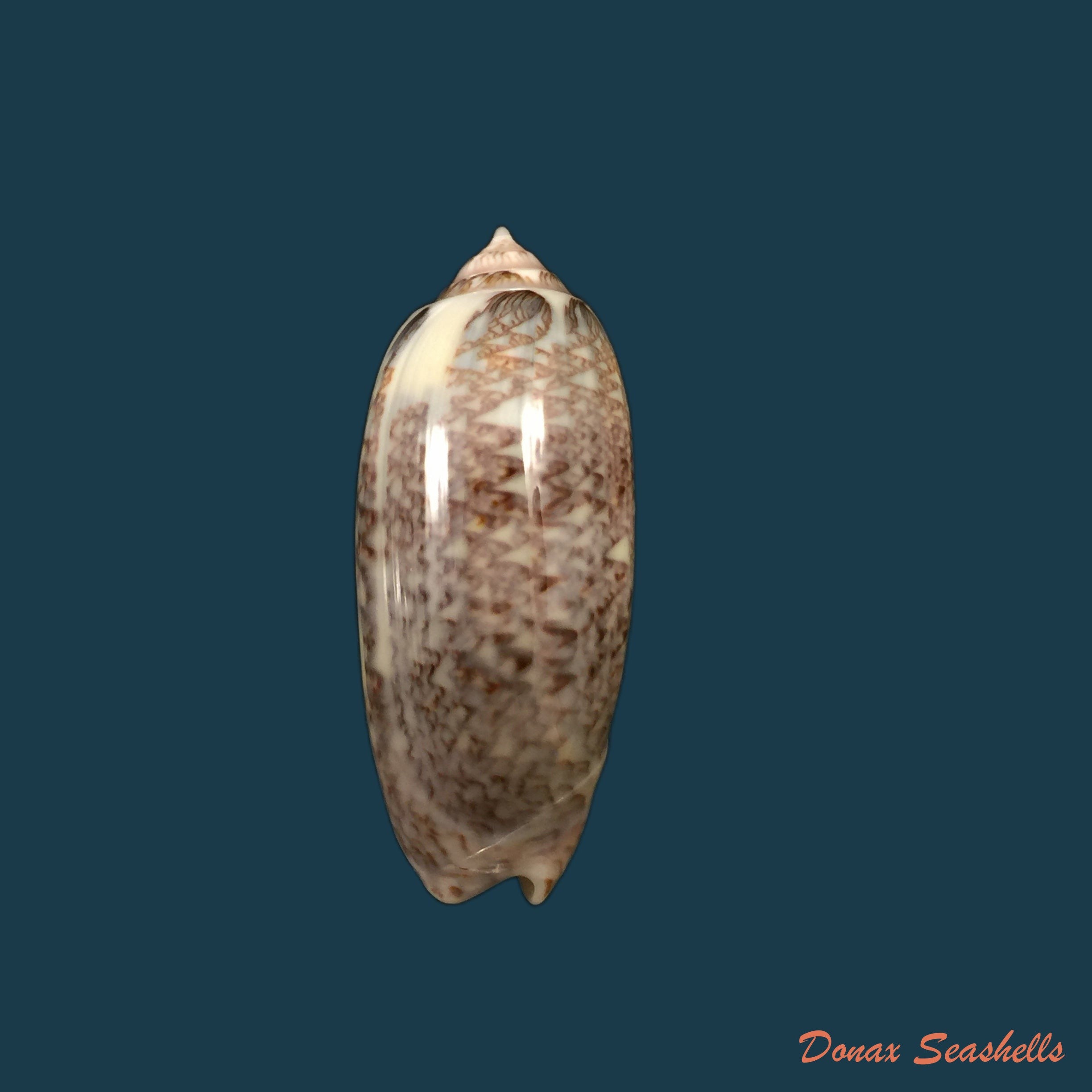 copia-de-americoliva-circinata-marrat-1871-50-1mm
