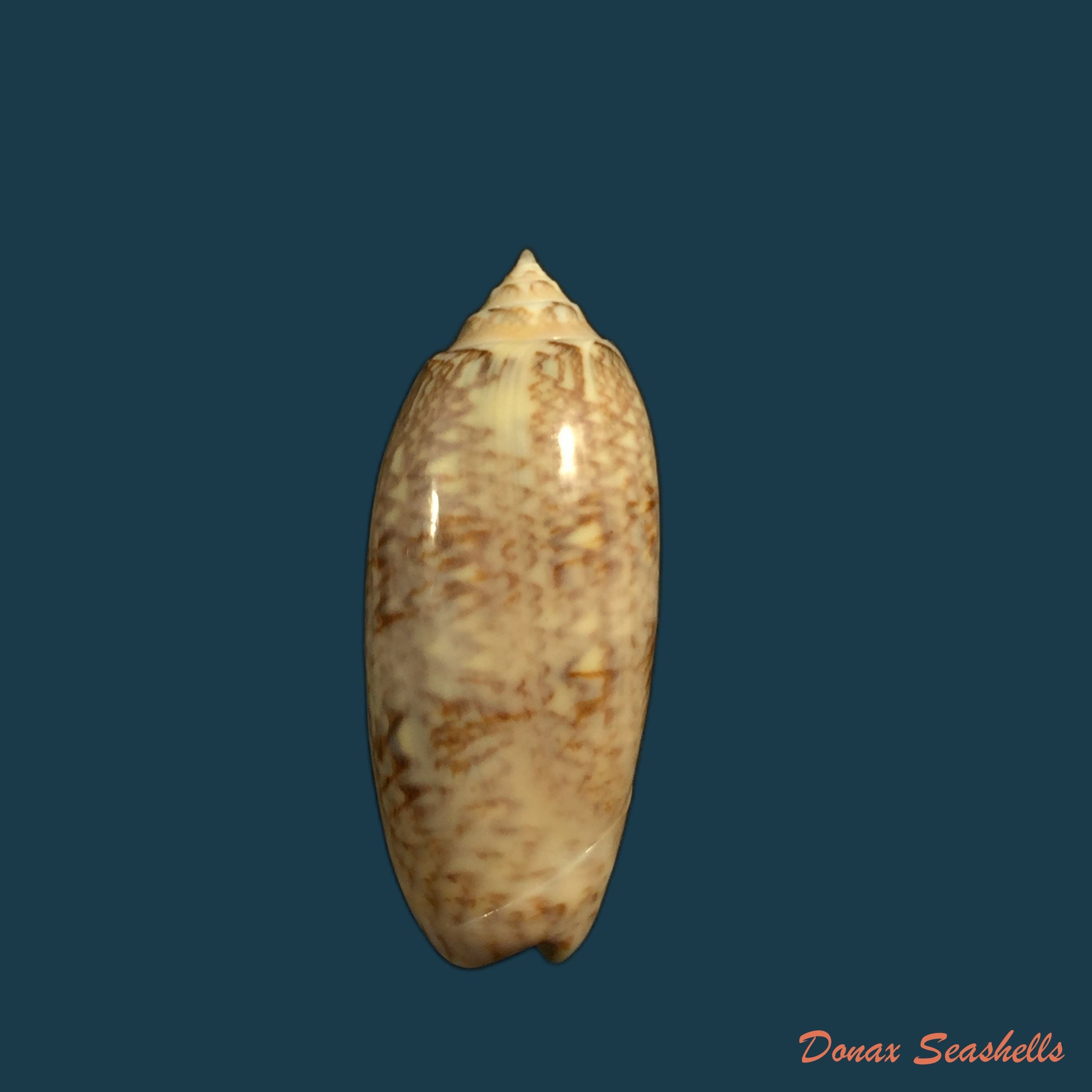 copia-de-americoliva-sayana-ravenel-1834-44mm