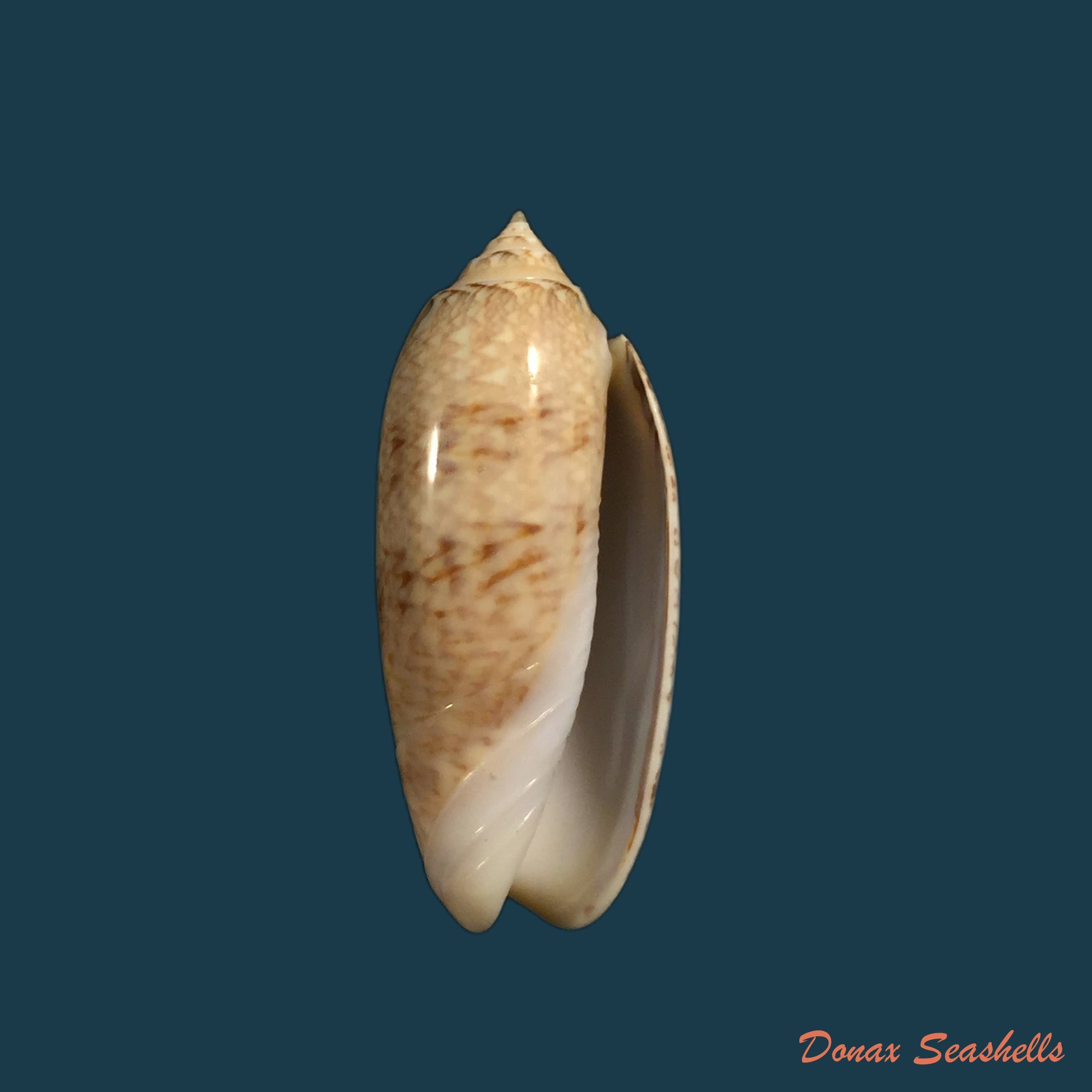copia-de-americoliva-sayana-ravenel-1834-44mm