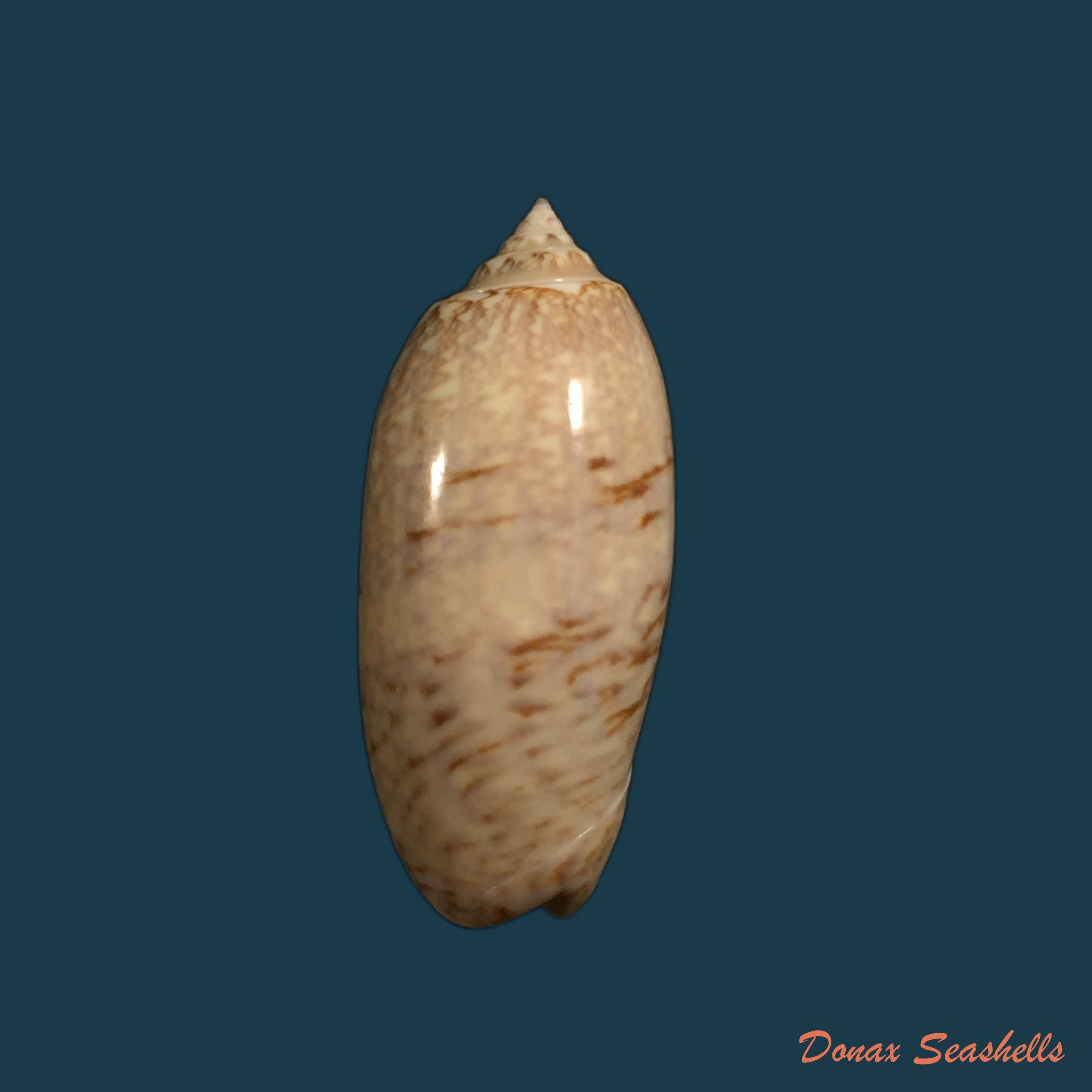 copia-de-americoliva-sayana-ravenel-1834-45-6mm