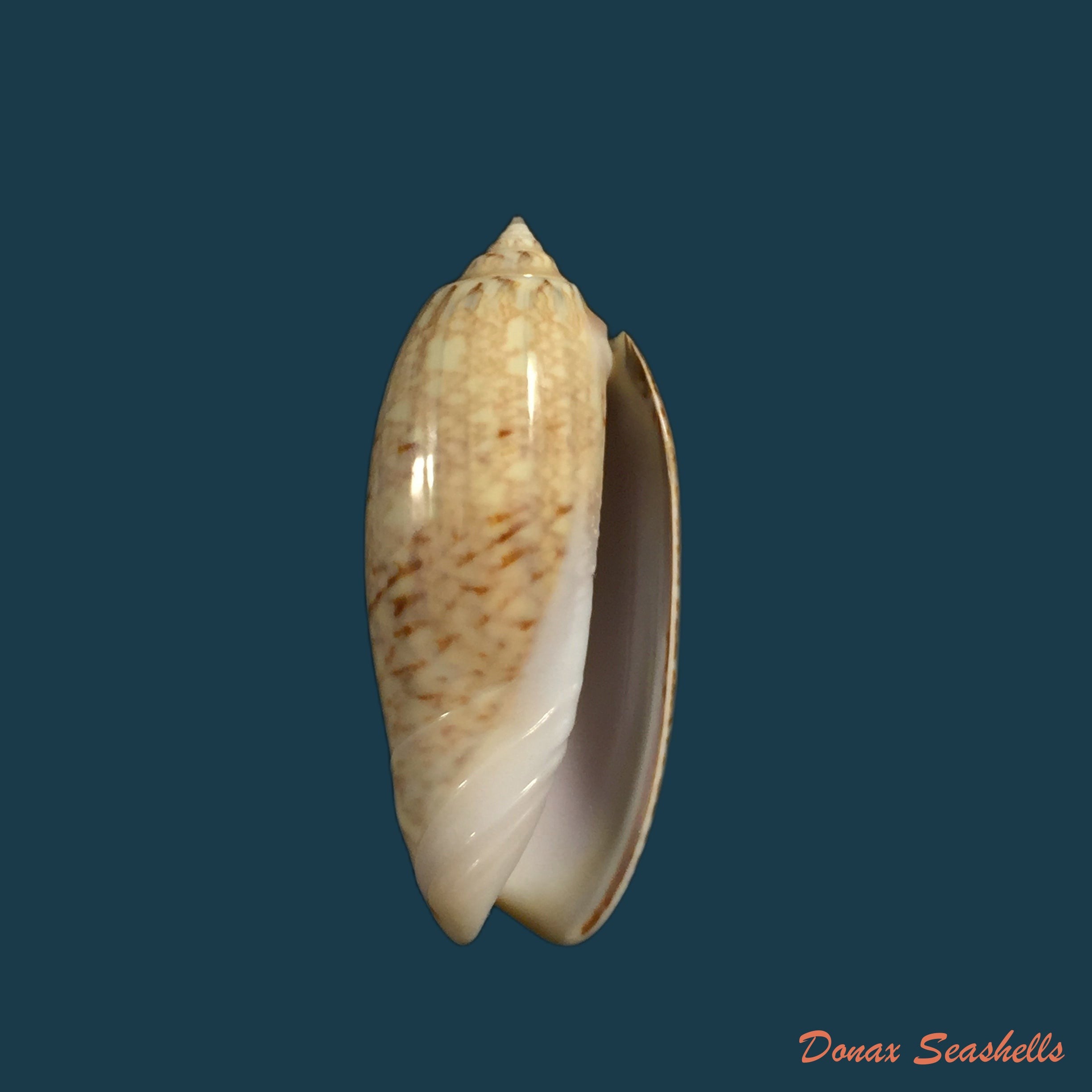 copia-de-americoliva-sayana-ravenel-1834-45-6mm