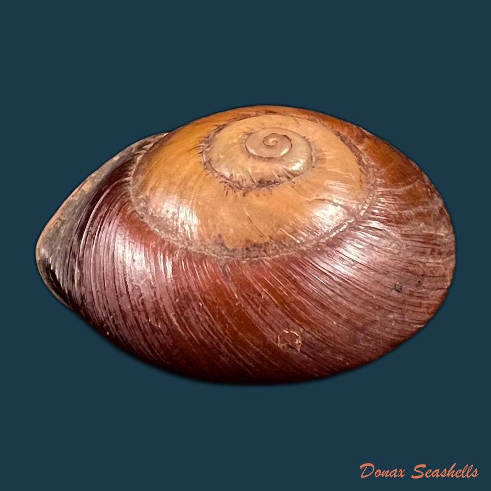 copia-de-ampelita-xystera-l-pfeiffer-1841-36-6mm