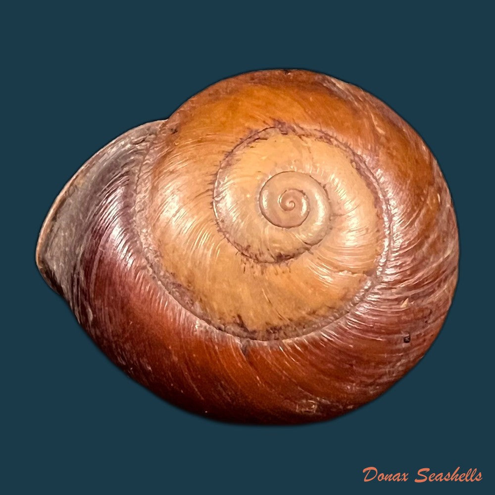 copia-de-ampelita-xystera-l-pfeiffer-1841-36-6mm