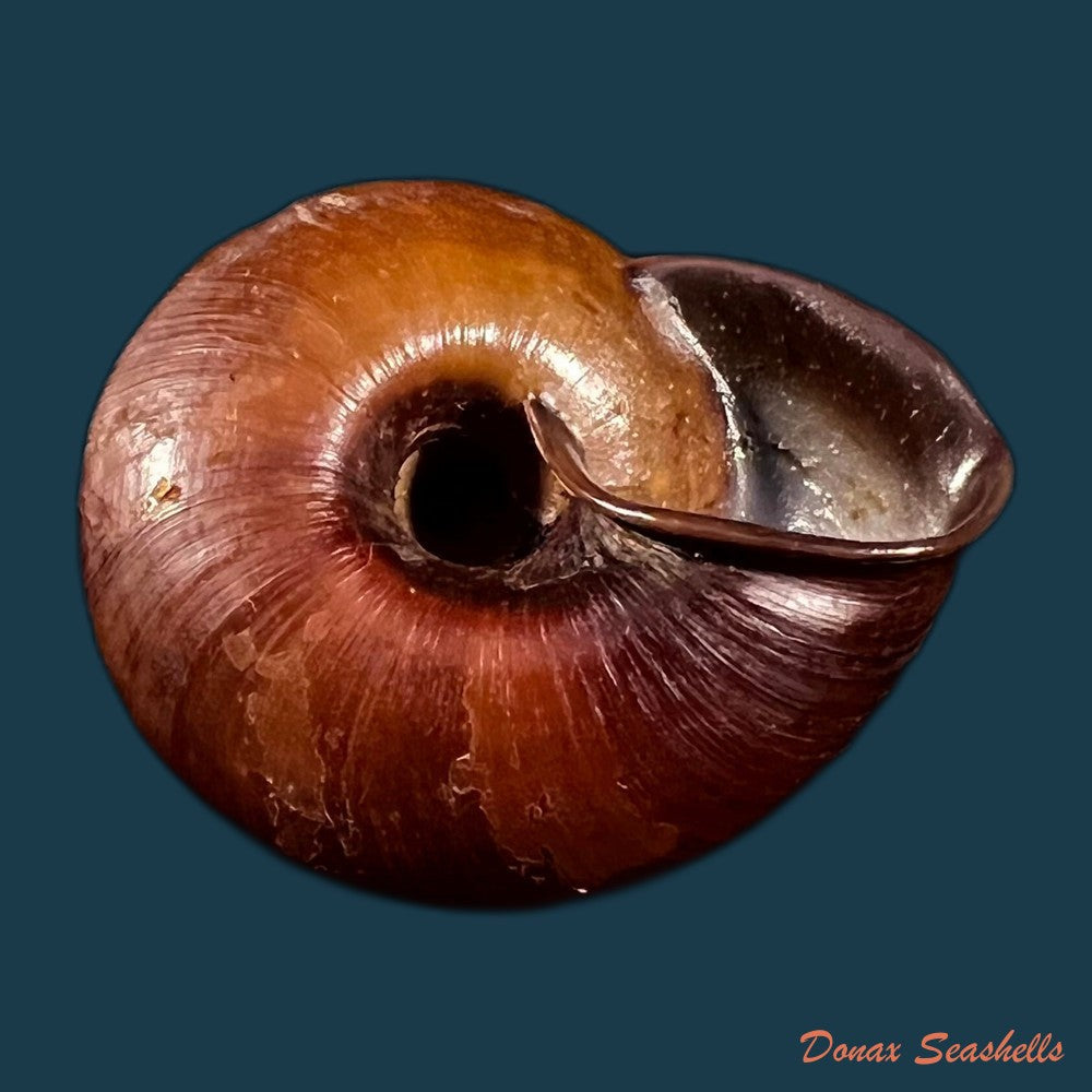 copia-de-ampelita-xystera-l-pfeiffer-1841-36-6mm