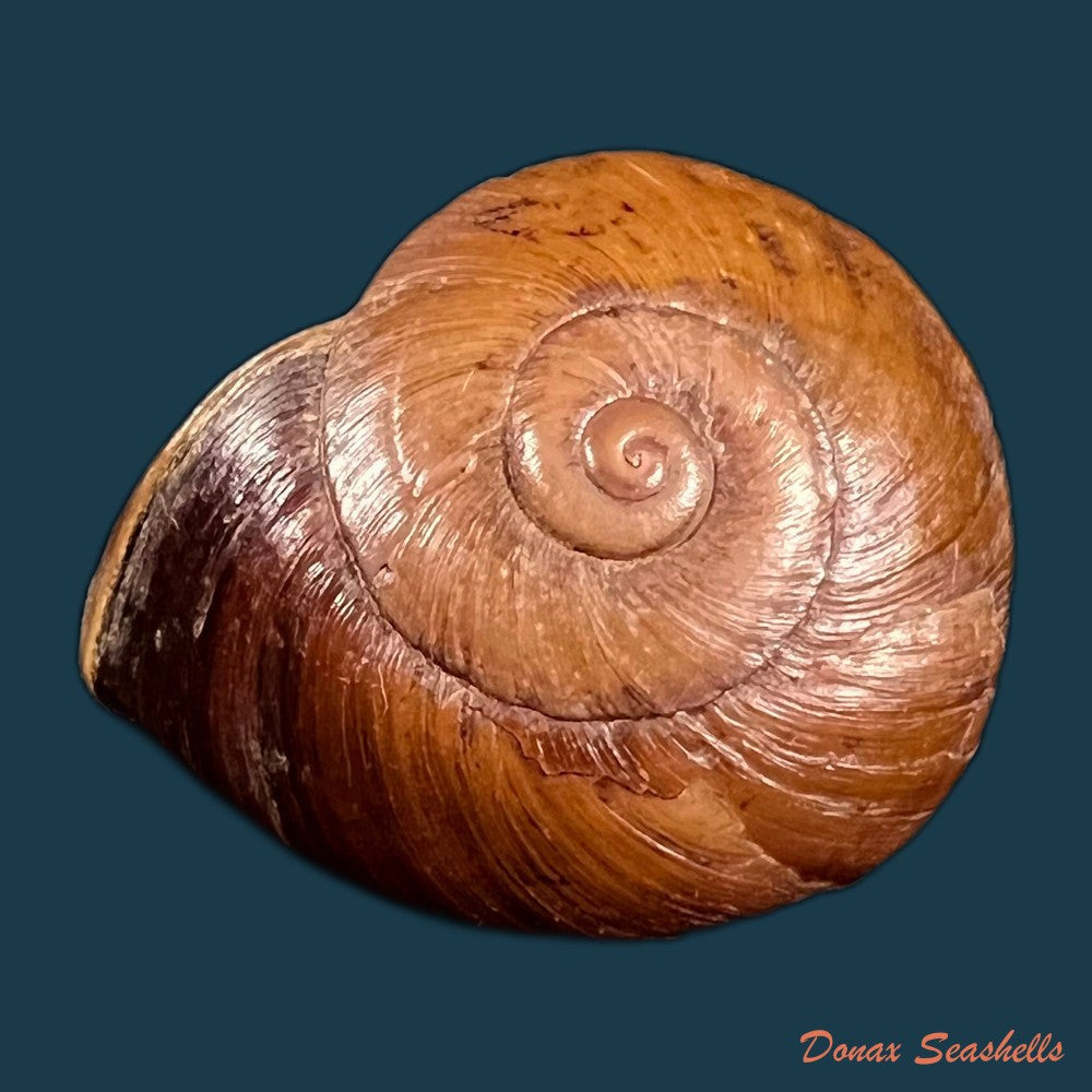 copia-de-ampelita-xystera-l-pfeiffer-1841-38-6mm