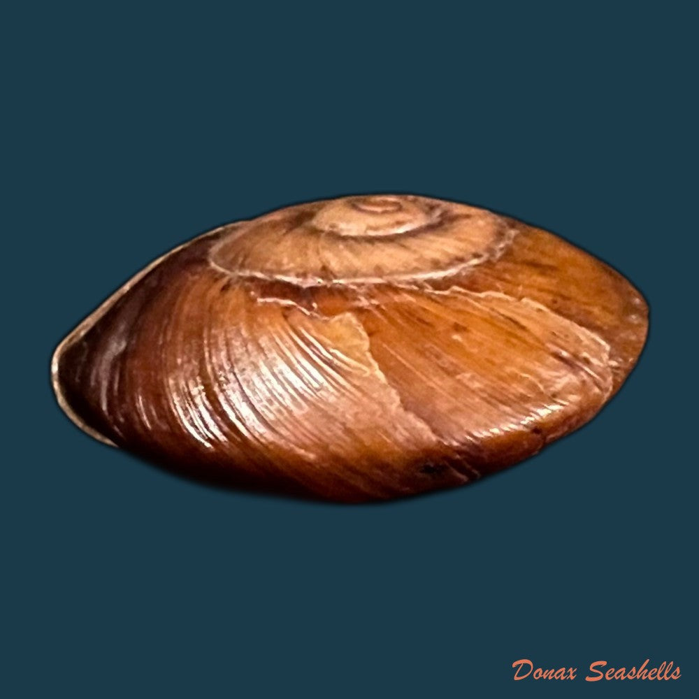 copia-de-ampelita-xystera-l-pfeiffer-1841-38-6mm