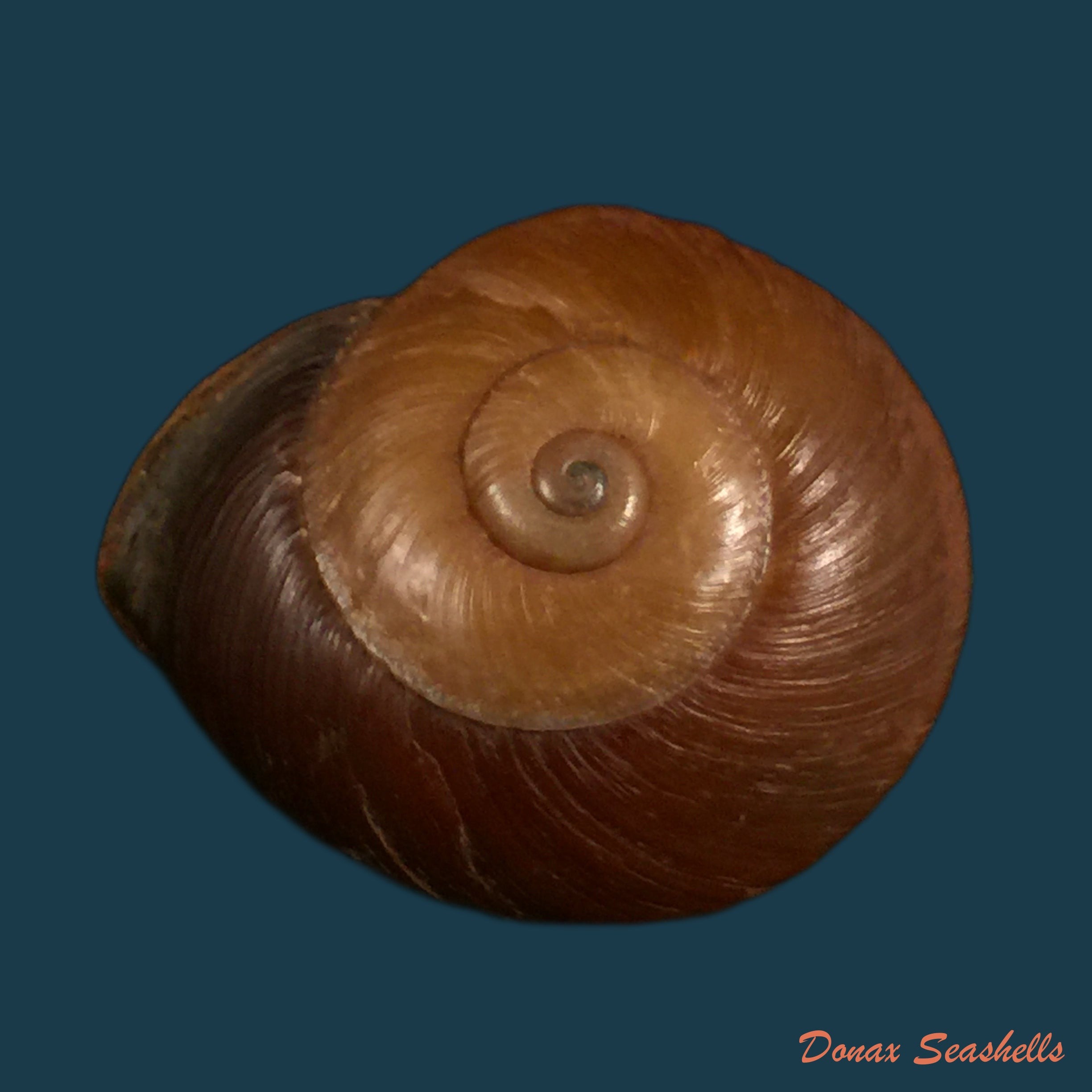 copia-de-ampelita-xystera-l-pfeiffer-1842
