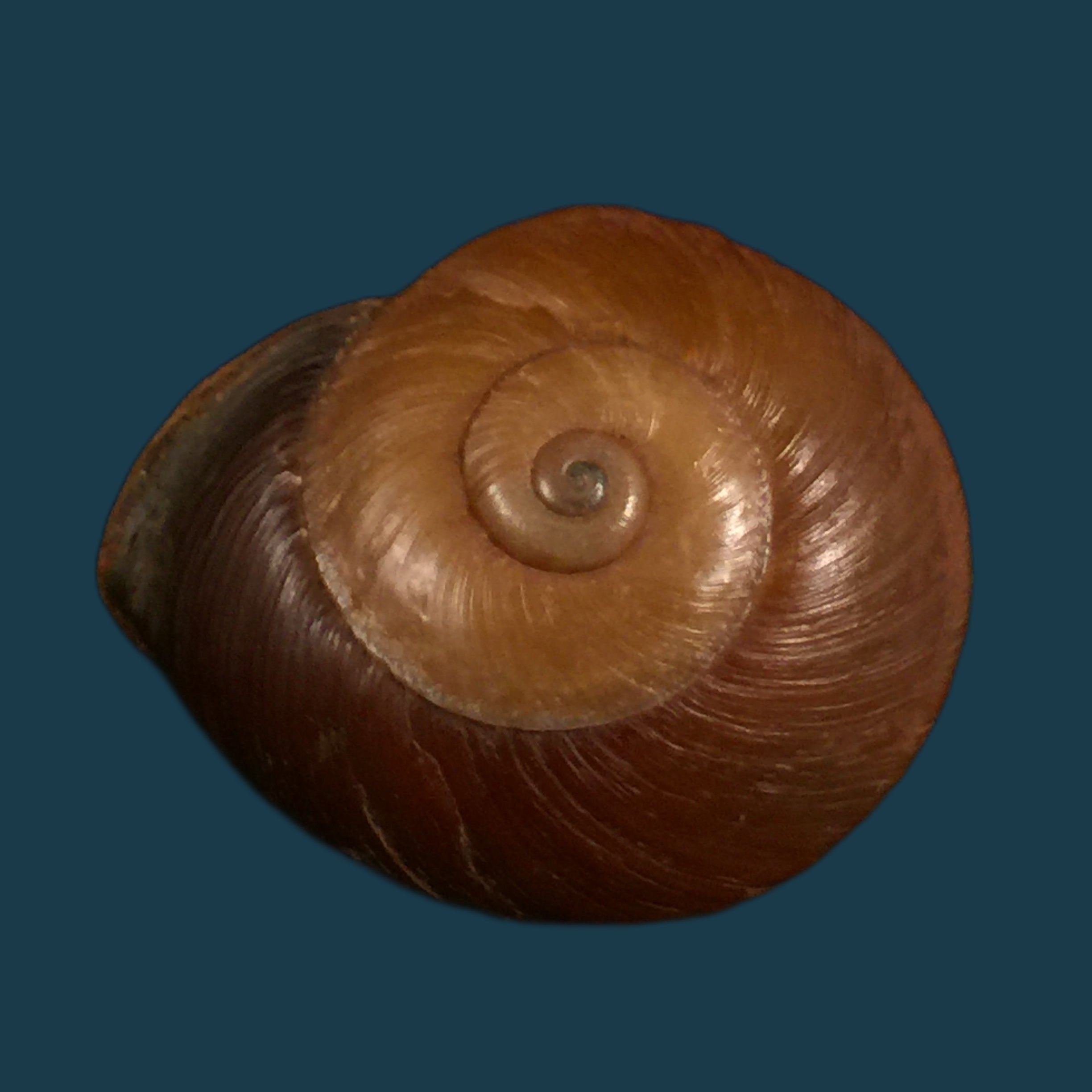 Ampelita xystera (L. Pfeiffer, 1841) - 36,6毫米