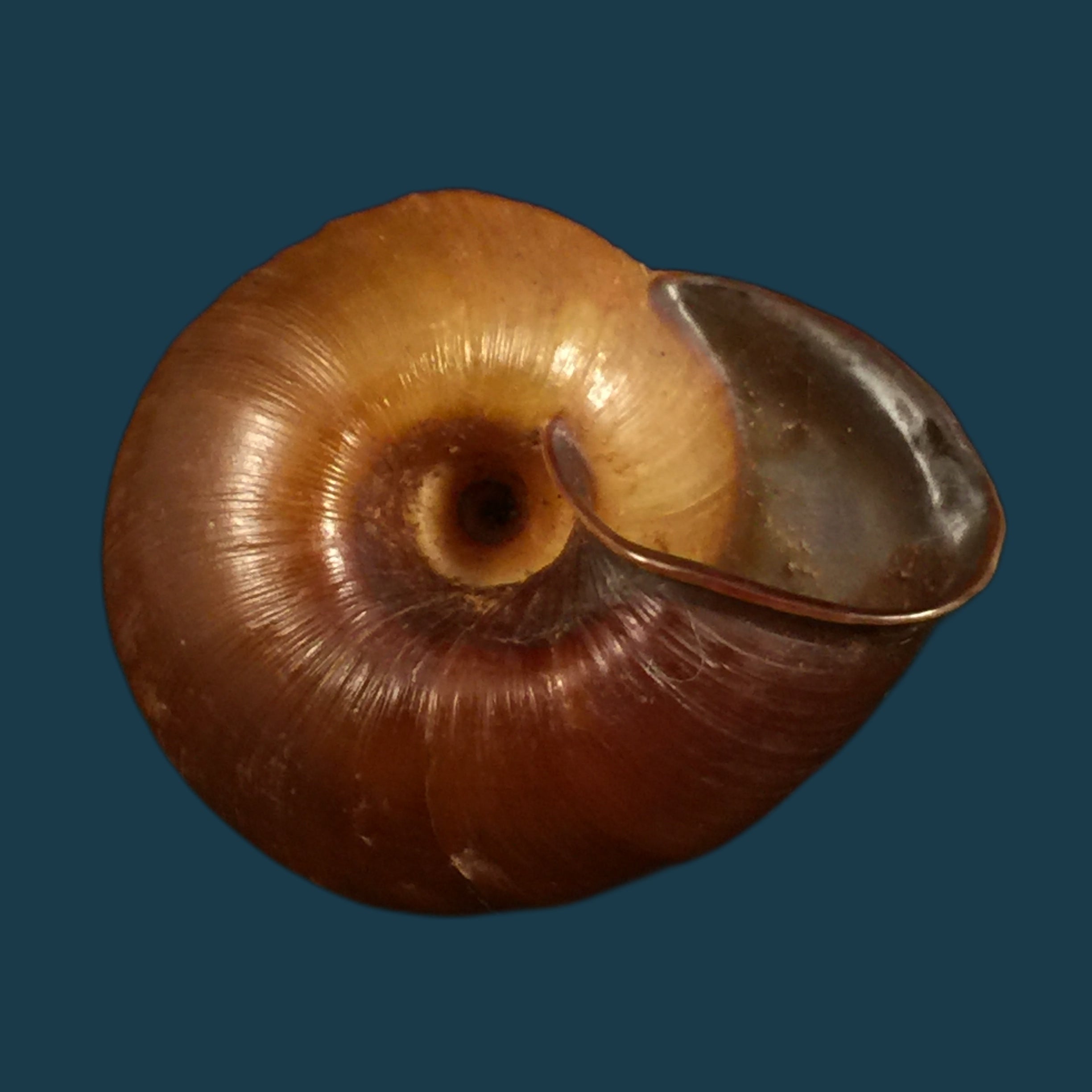 Ampelita xystera (L. Pfeiffer, 1841) - 36,6毫米