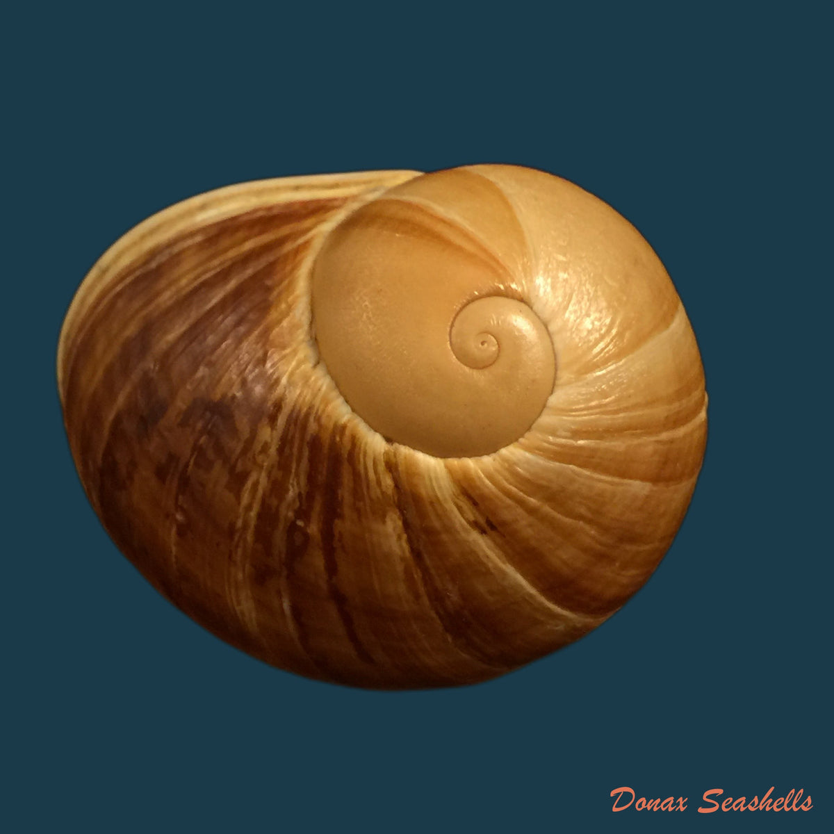 copia-de-ampelita-xystera-l-pfeiffer-1843
