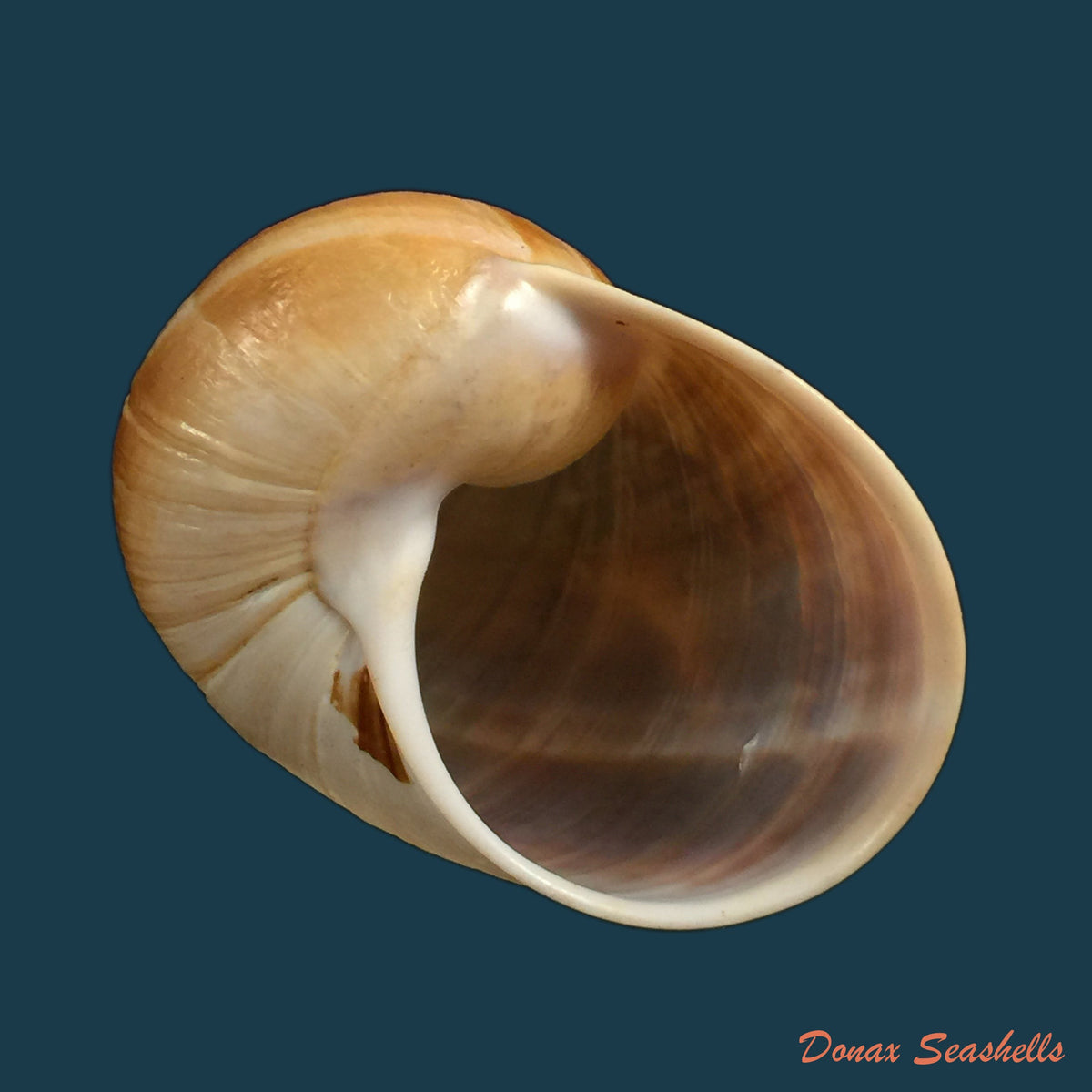 copia-de-ampelita-xystera-l-pfeiffer-1843