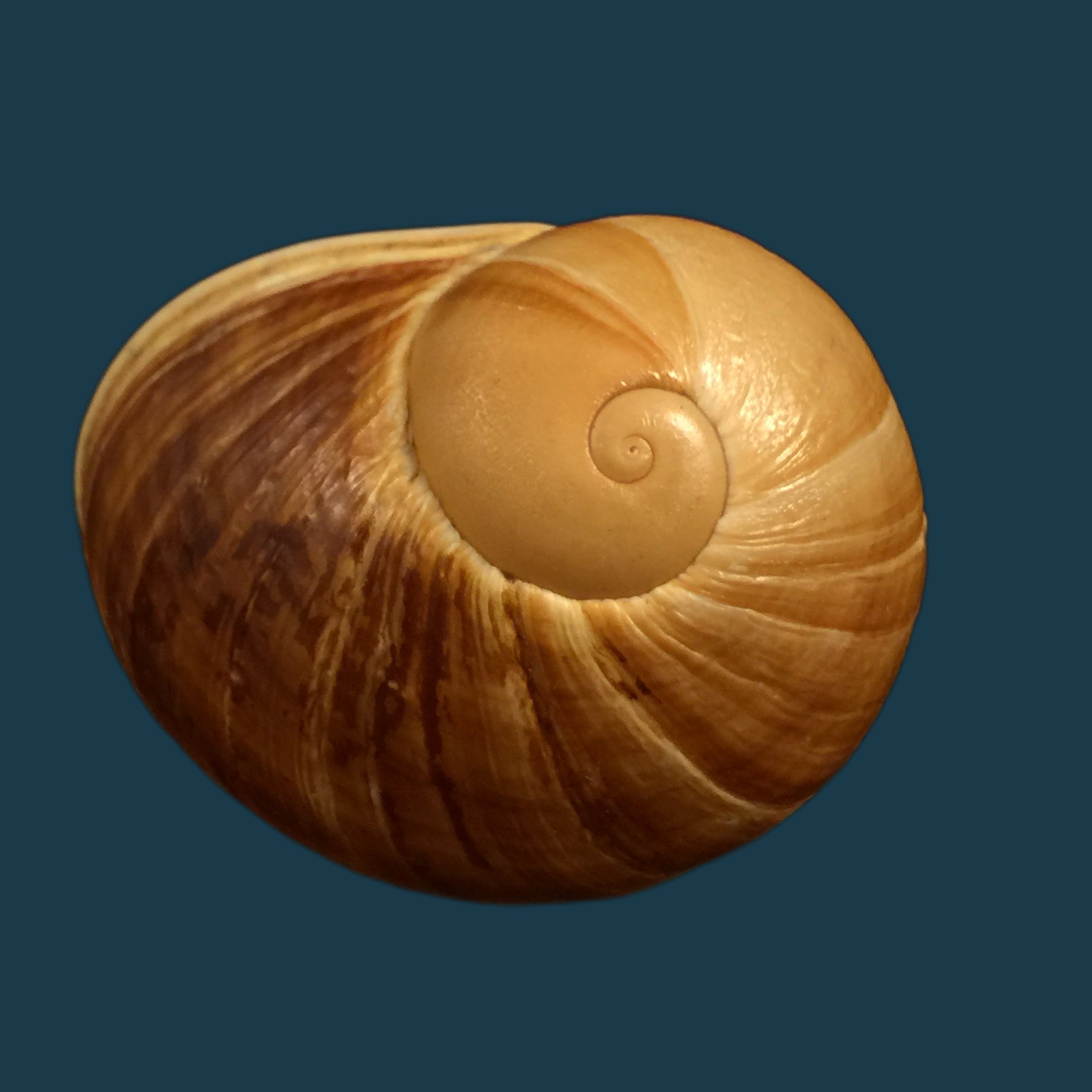 Helicophanta vesicalis（拉马克，1822）