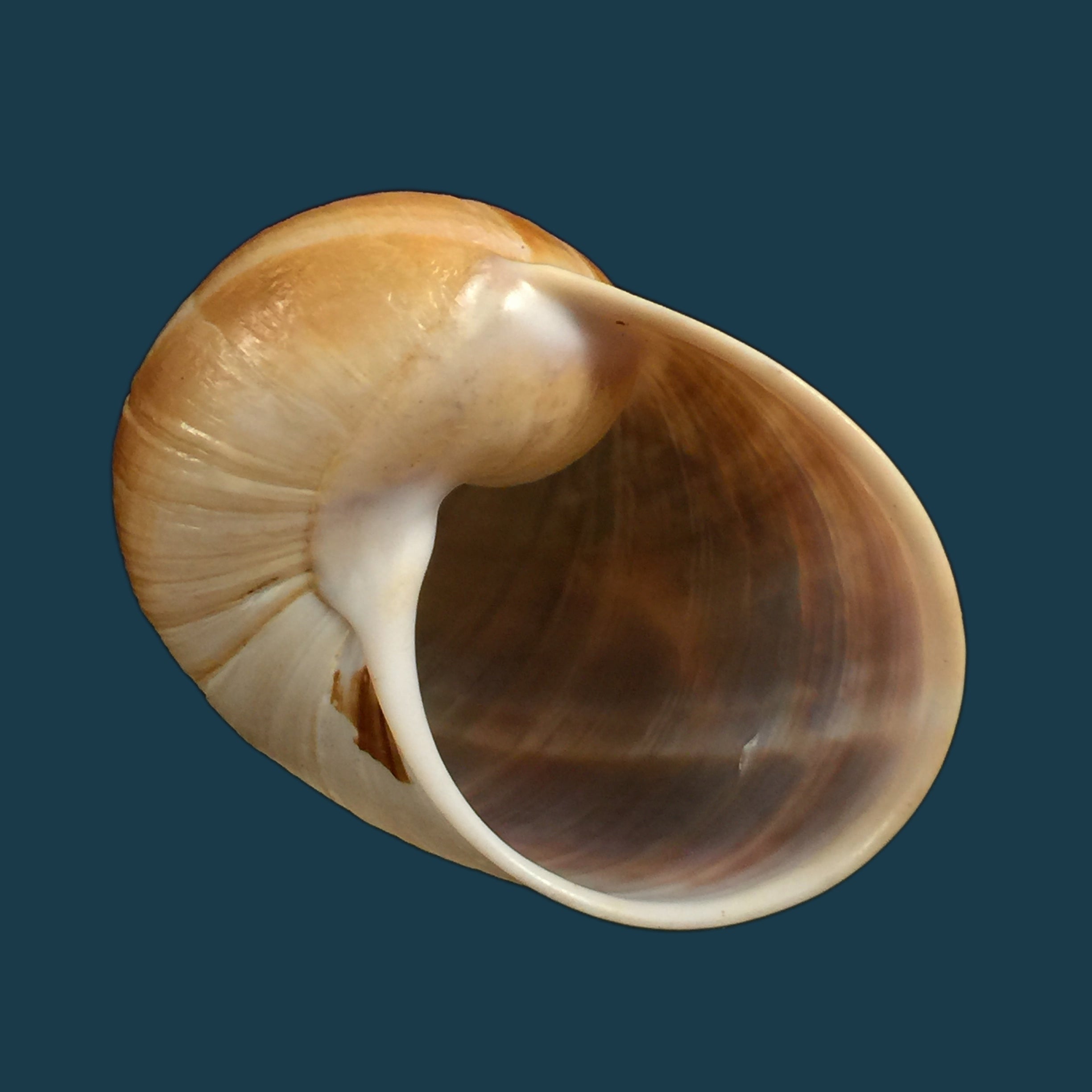 Helicophanta vesicalis（拉马克，1822）