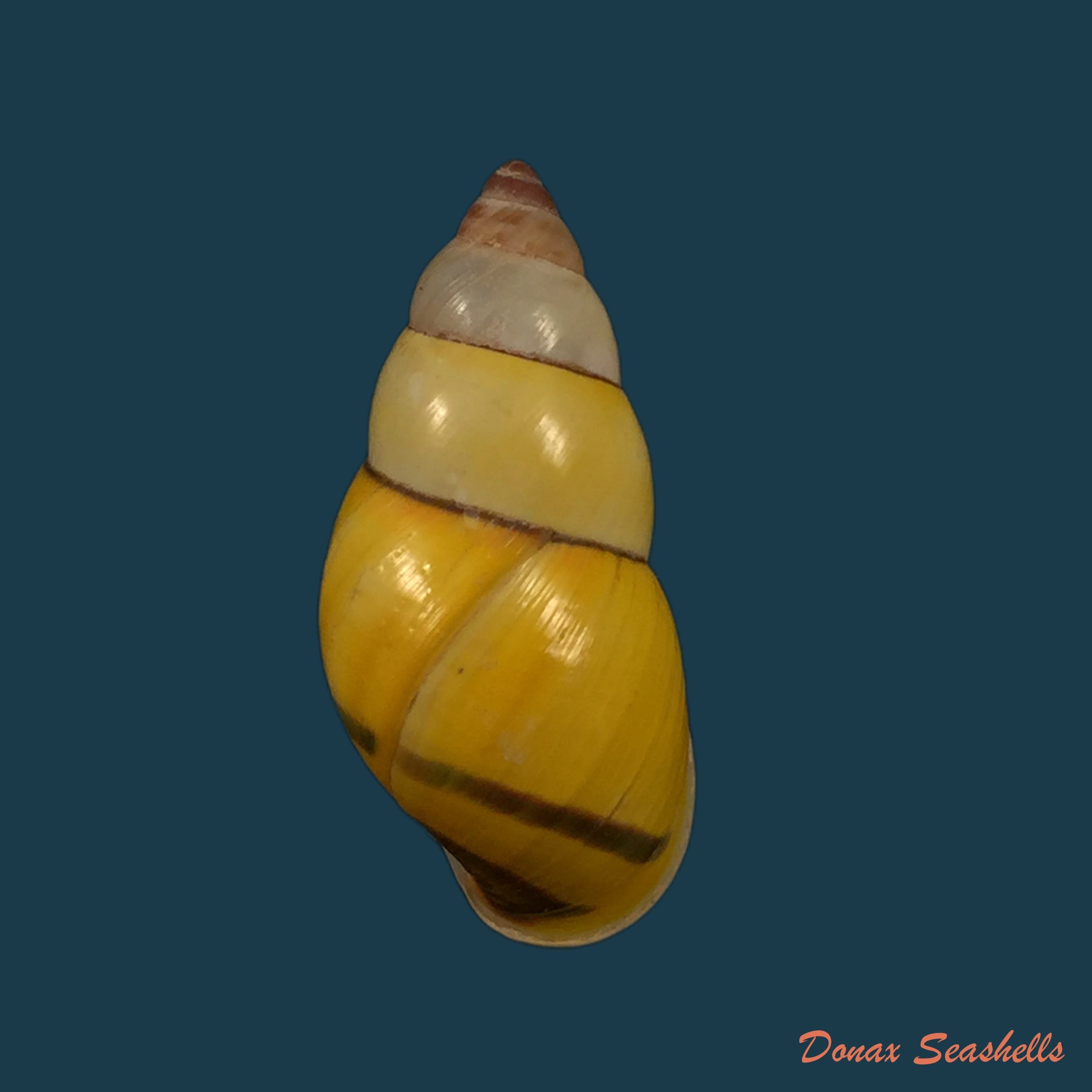 copia-de-amphidromus-calvinabbasi-thach-2017-28-7mm