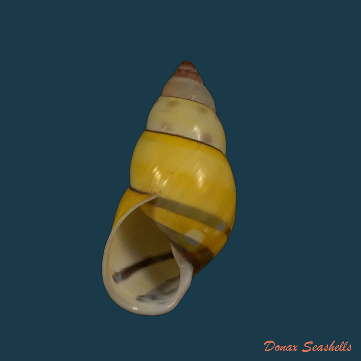 copia-de-amphidromus-calvinabbasi-thach-2017-28-7mm
