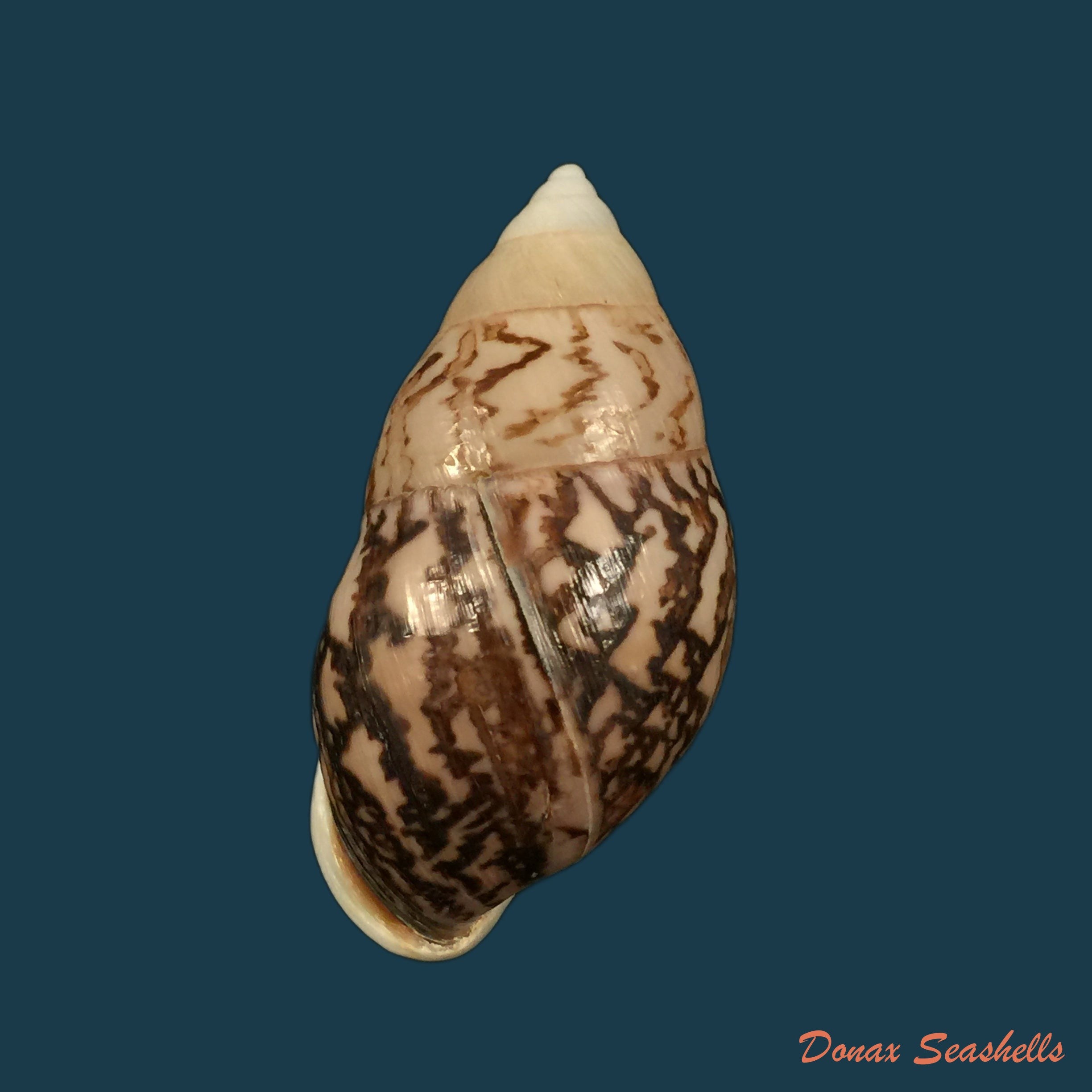 copia-de-amphidromus-cambojiensis-reeve-1860-58-3mm