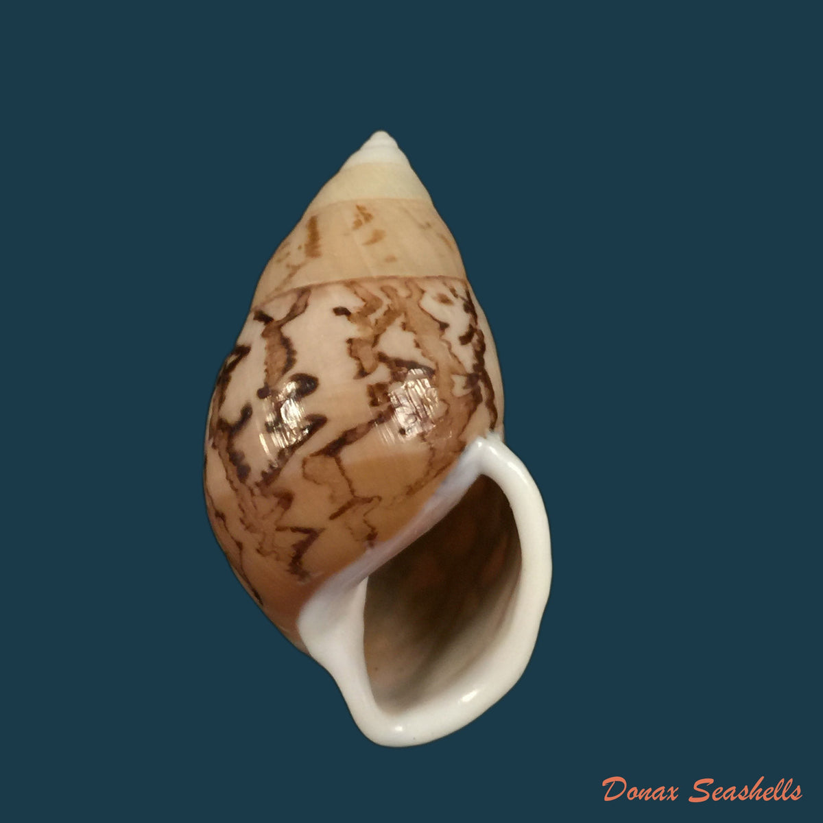 copia-de-amphidromus-cambojiensis-reeve-1860-58-3mm