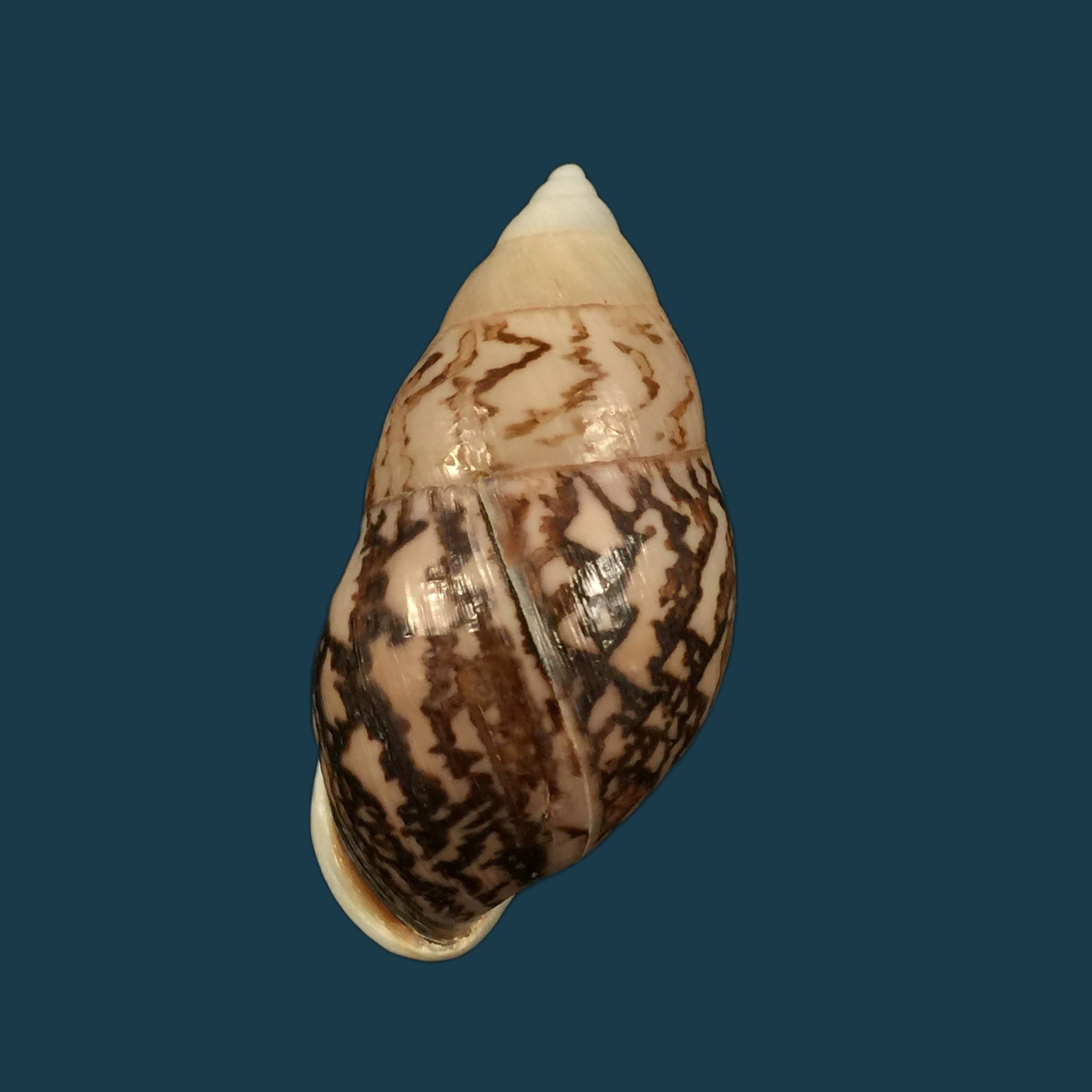 Amphidromus cambojiensis (Reeve, 1860) - 51,1mm