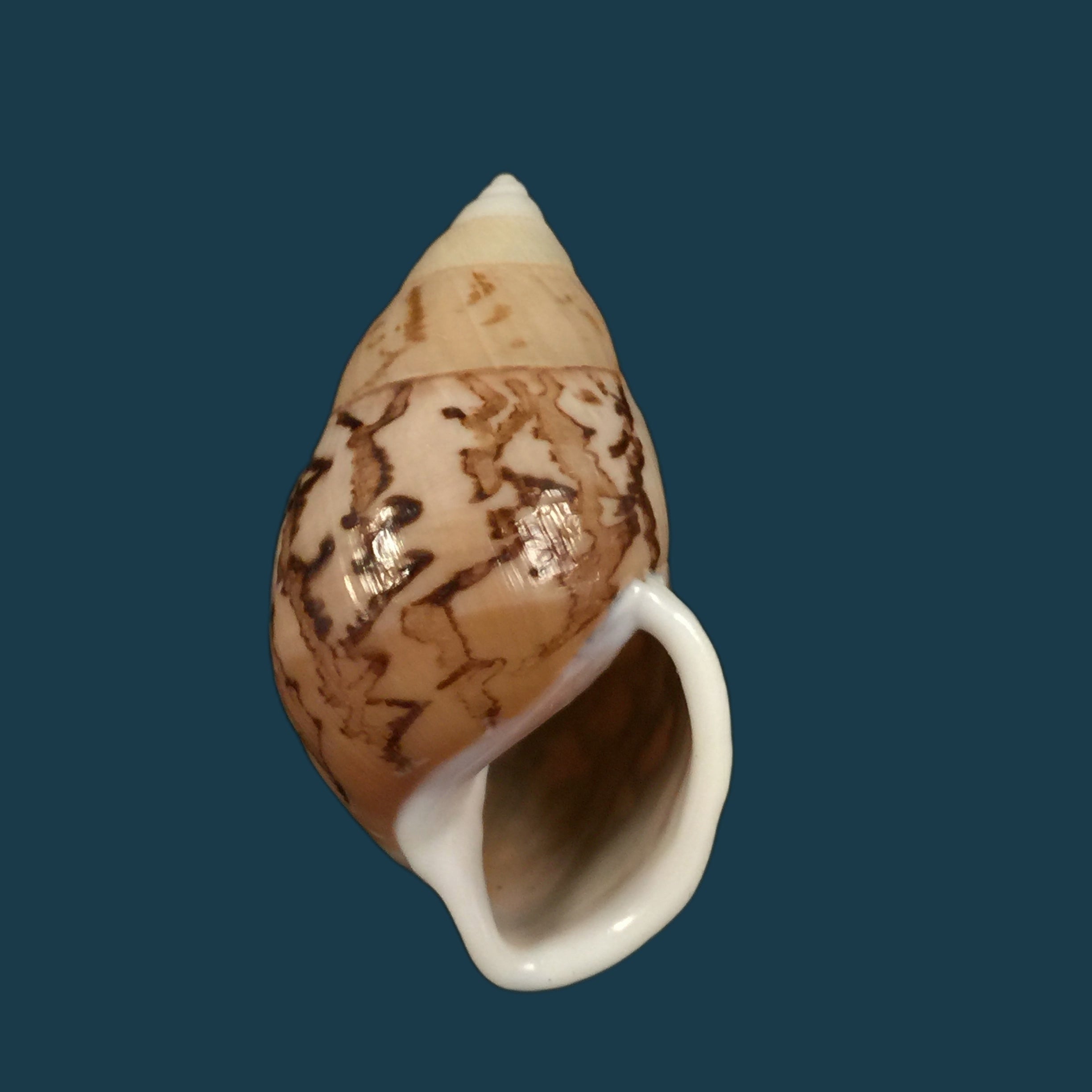 Amphidromus cambojiensis (Reeve, 1860) - 51,1mm