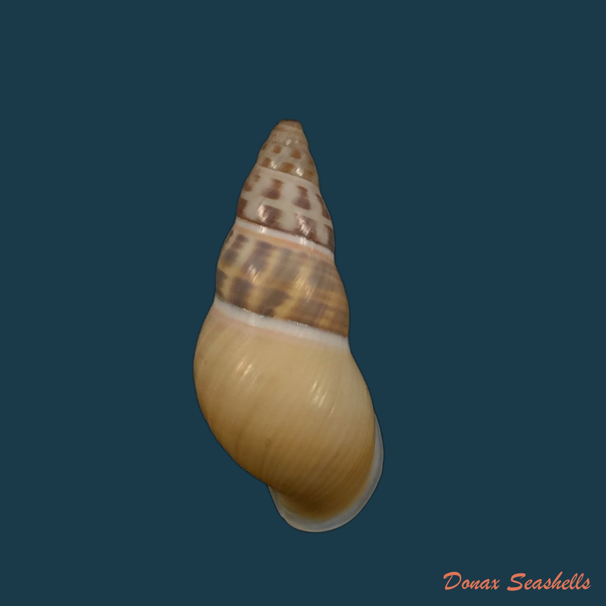 copia-de-amphidromus-contrarius-hanieli-rensch-1931-40-2mm