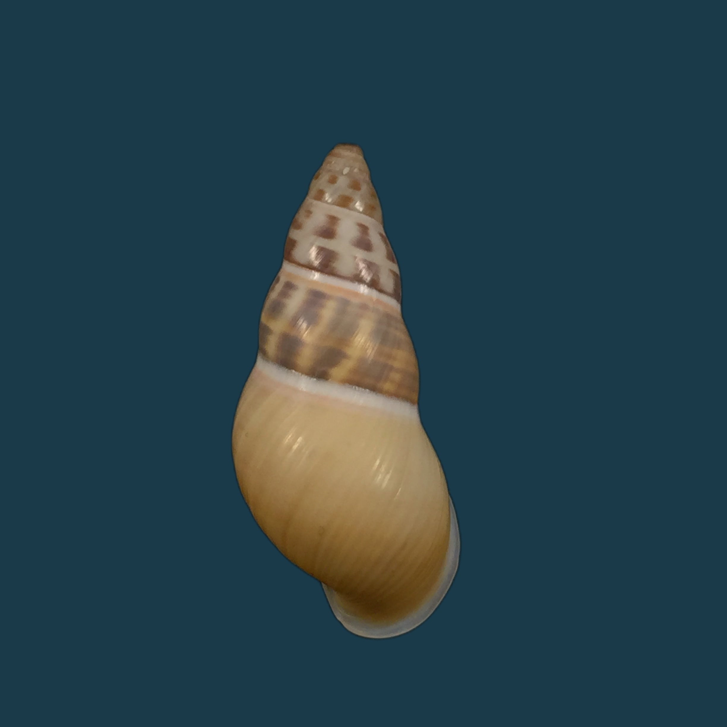 Amphidromus contrarius hanieli Rensch, 1931 - 38,5mm